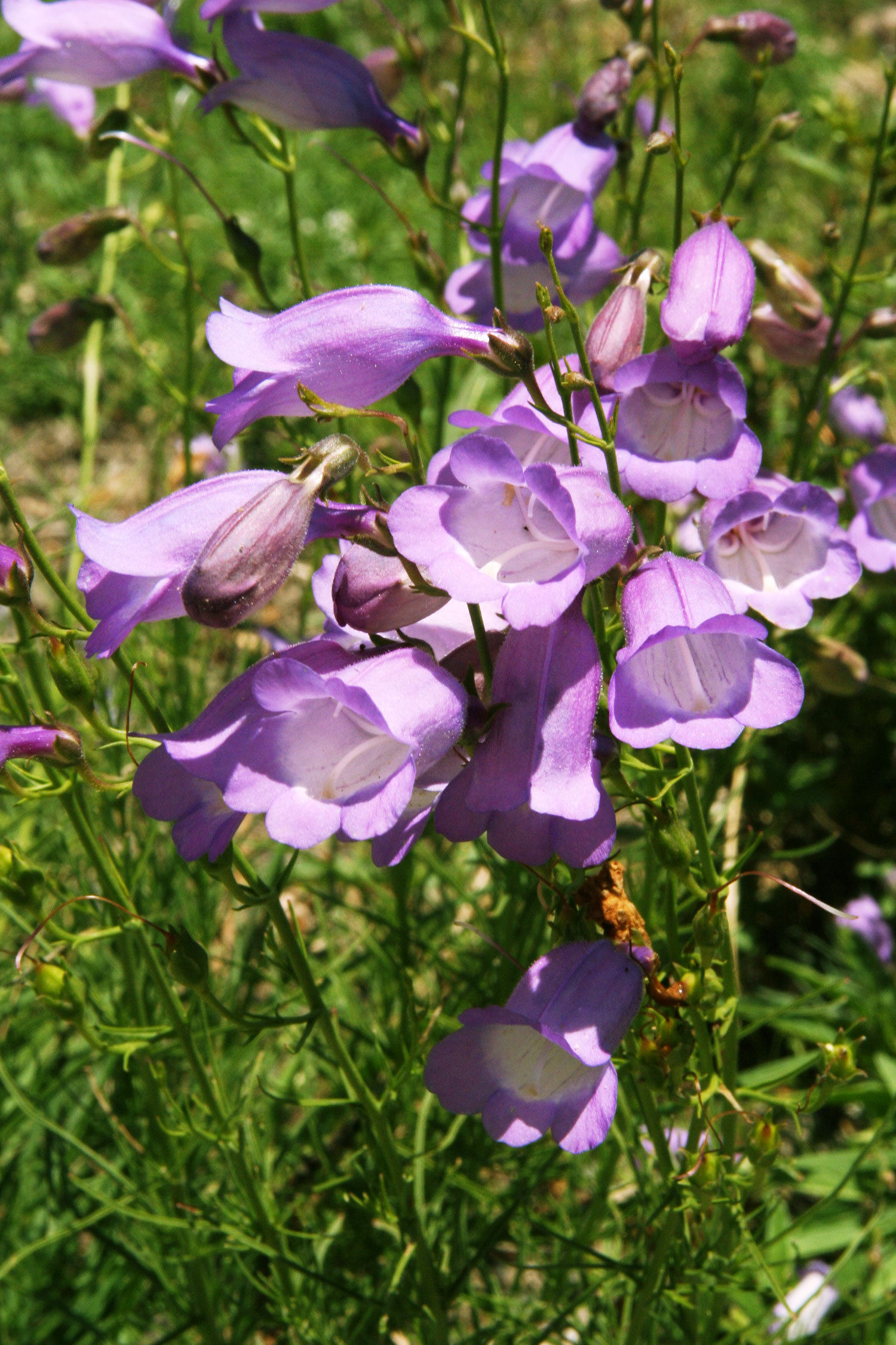 gregs-favorite-finds-penstemon-amphorellae