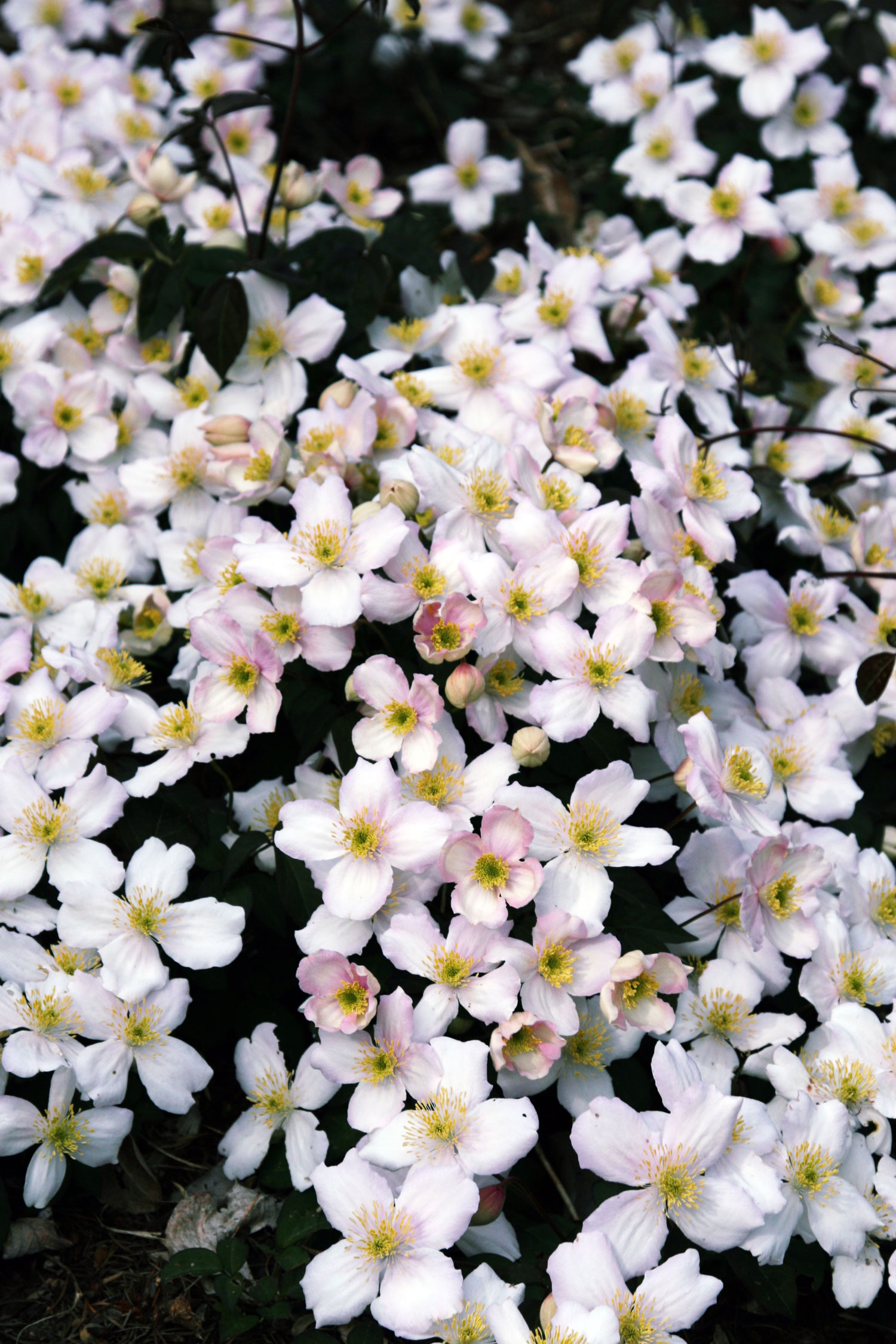 dans-favorite-finds-clematis-montana