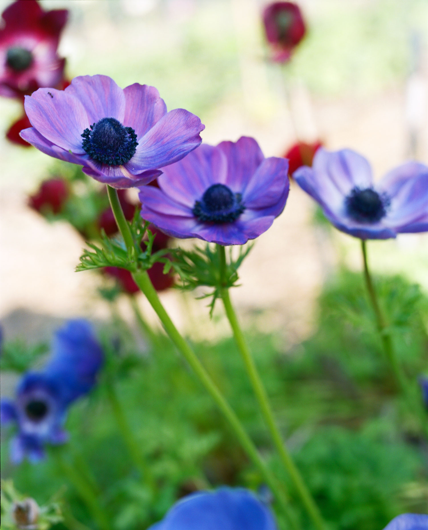 poppy-flowered-anemone-a-coronaria