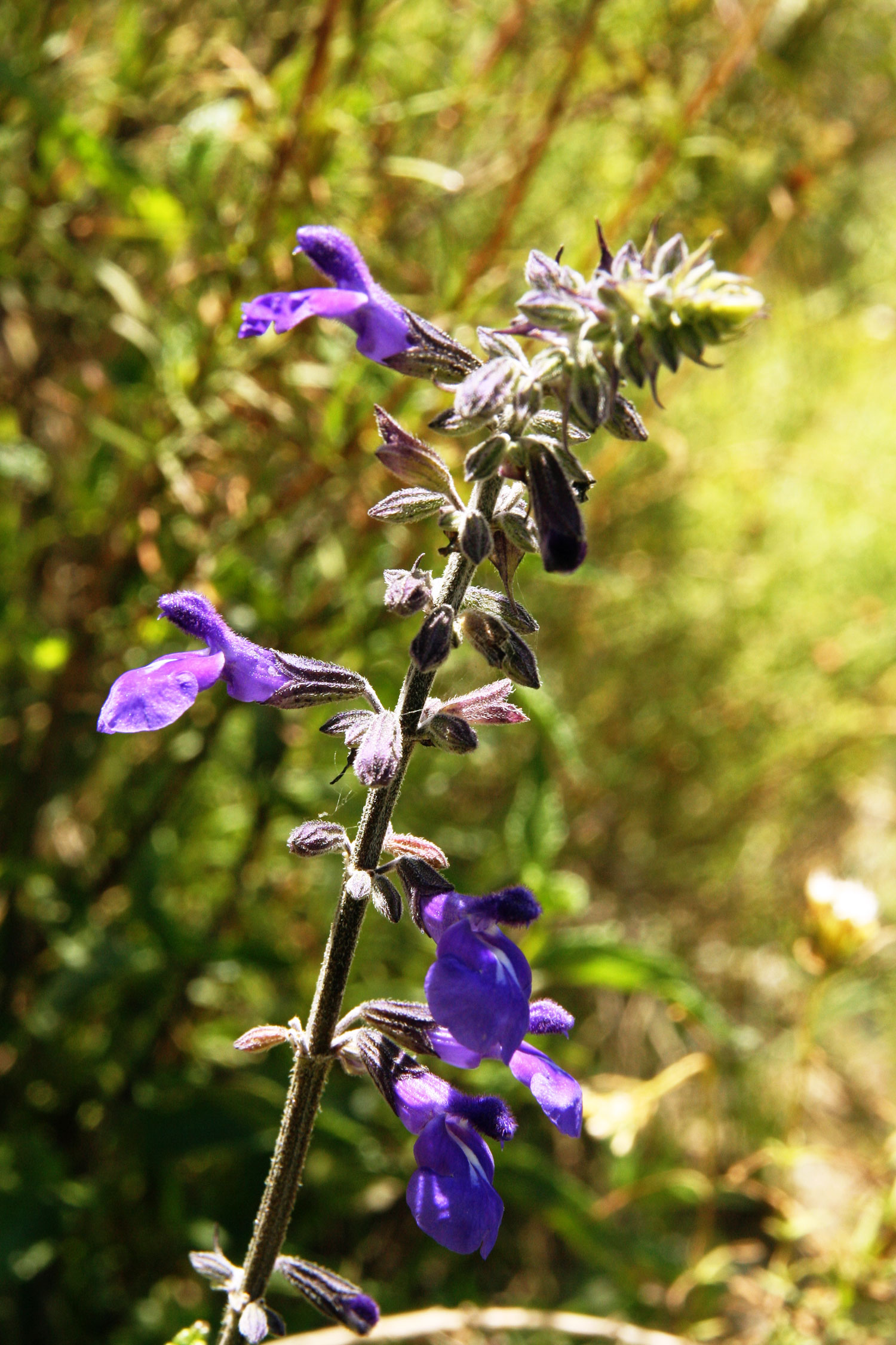 gregs-favorite-finds-salvia-pennellii