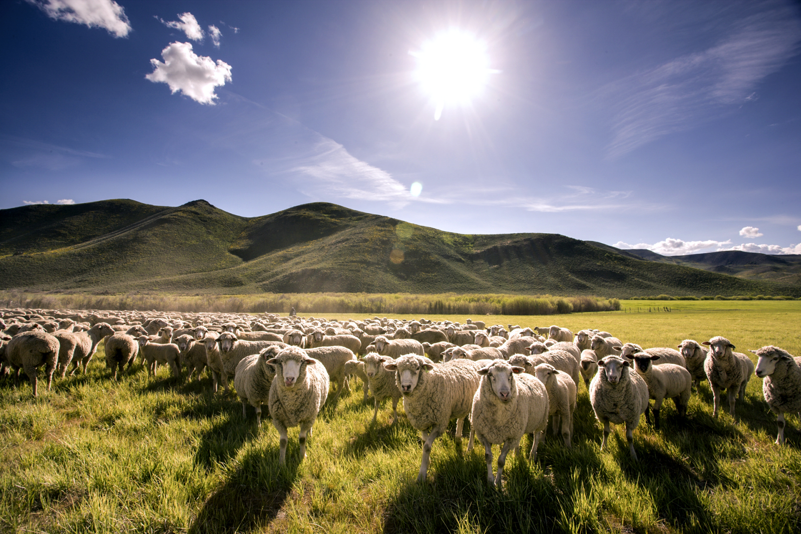 eat-the-best-lamb-of-your-life-in-idaho