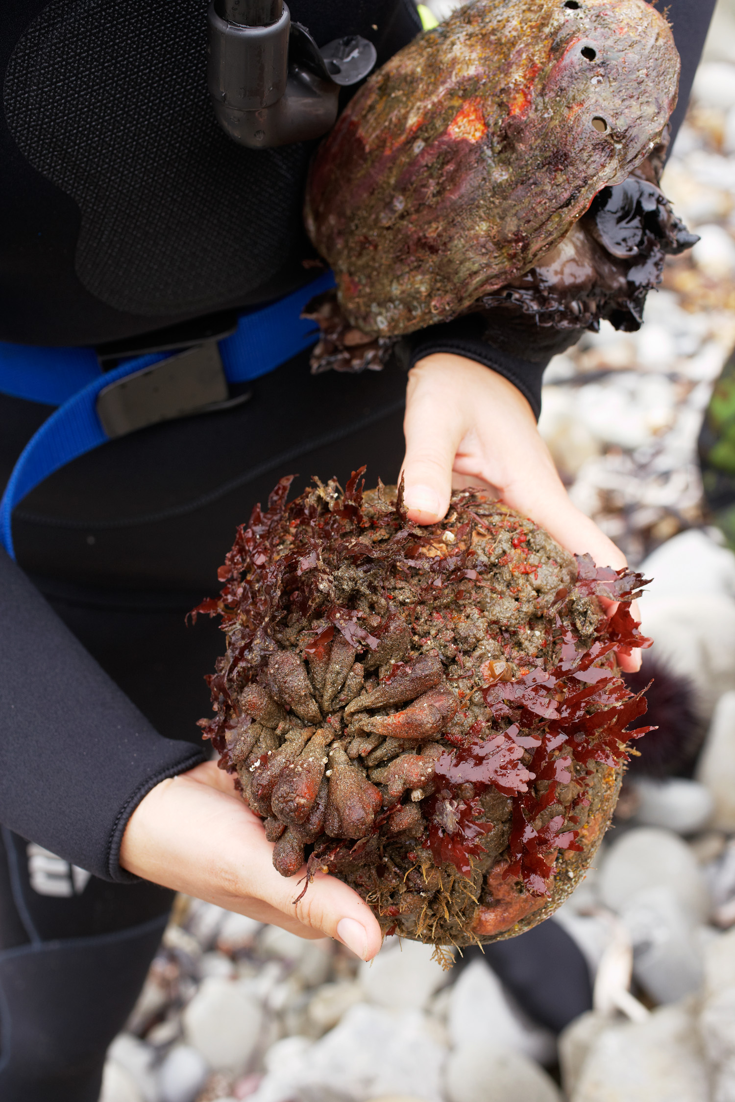 dare-to-dive-for-abalone