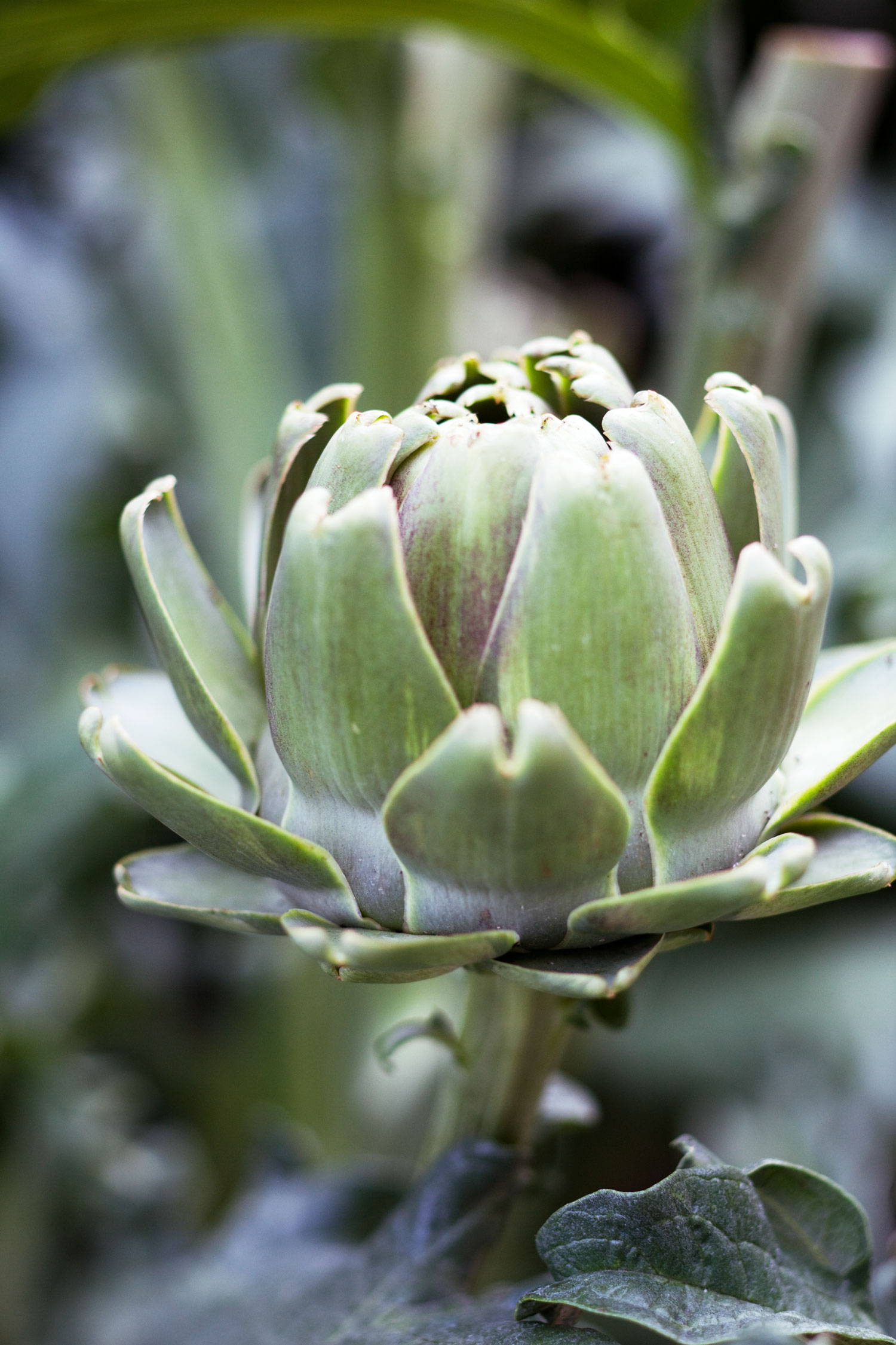 celebrate-artichokes-in-castroville