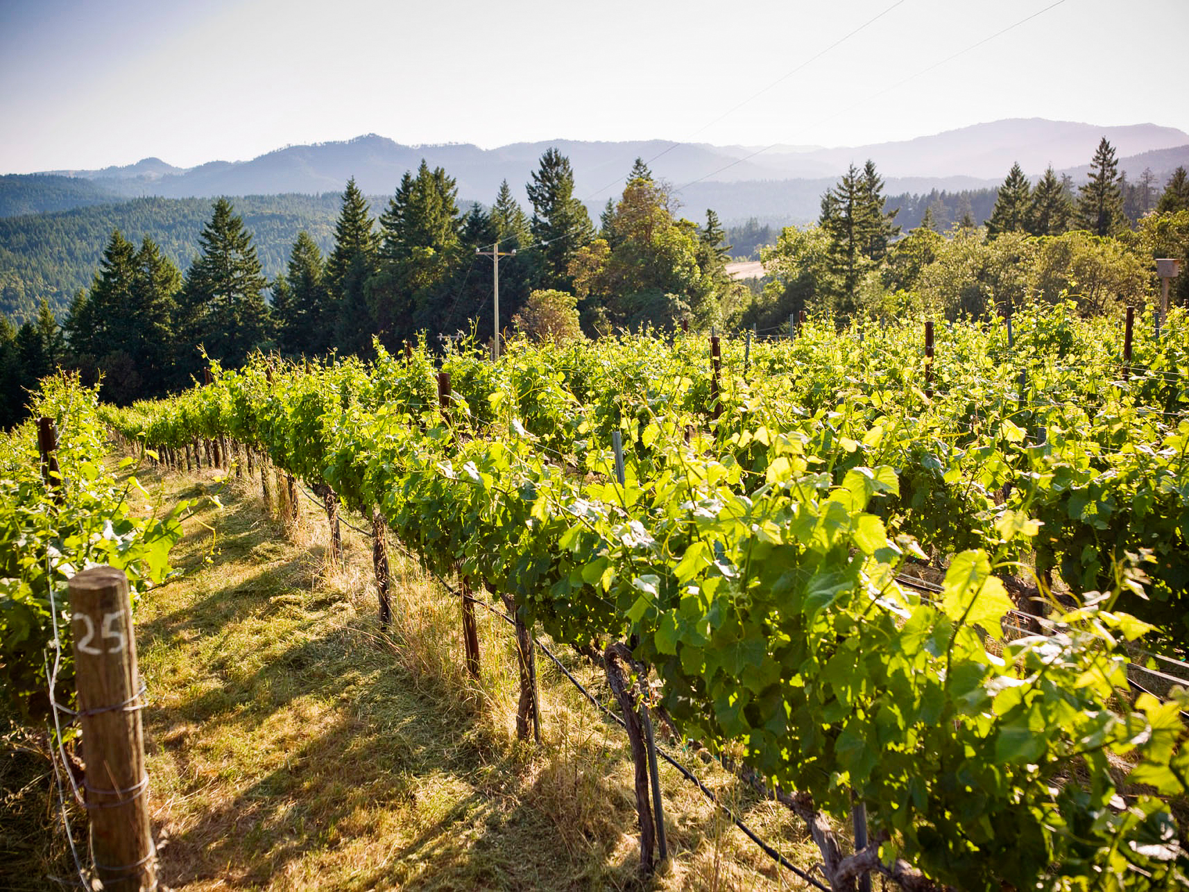 discover-humboldt-countys-other-secret-its-wine