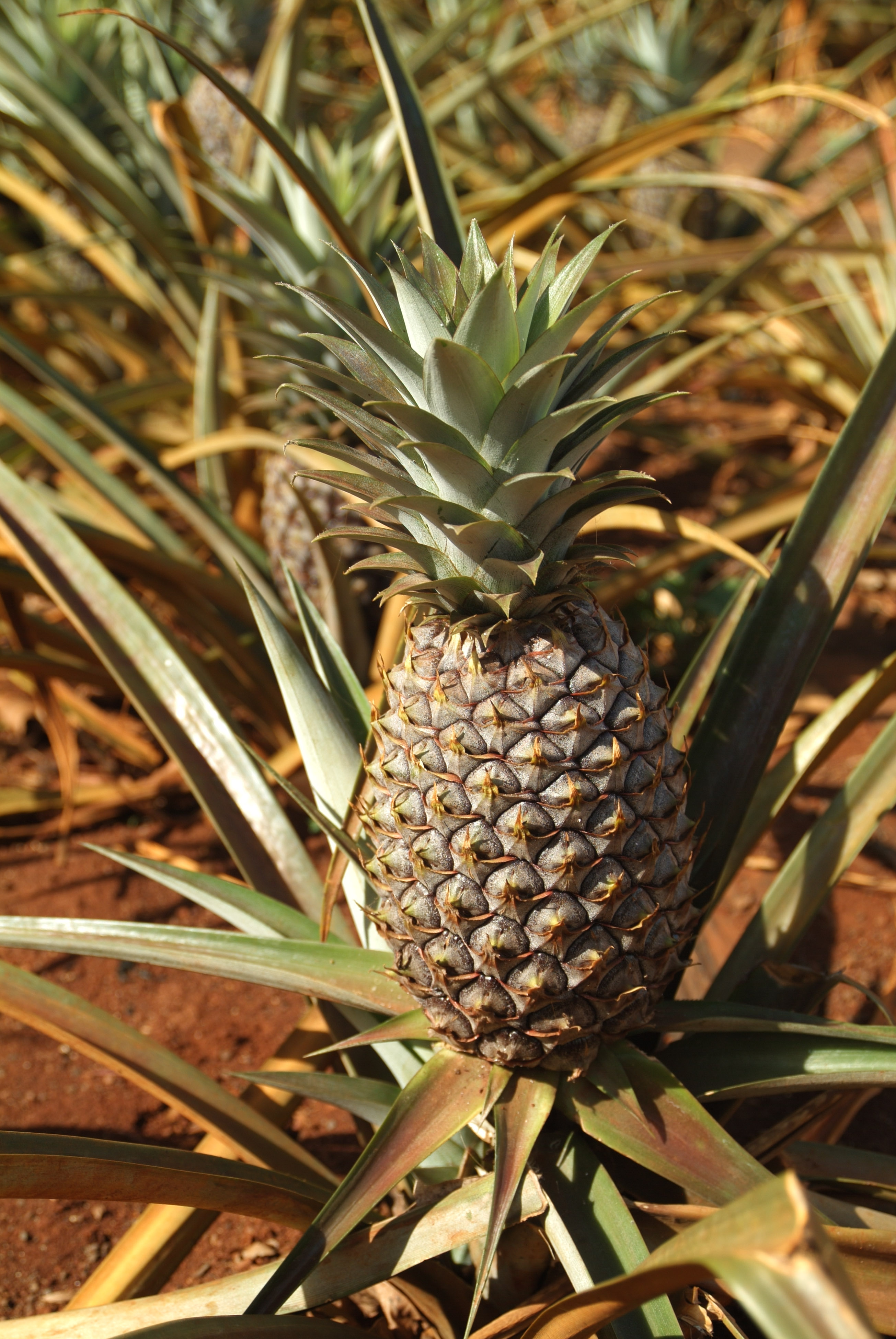 smack-your-lips-over-the-worlds-best-pineapple