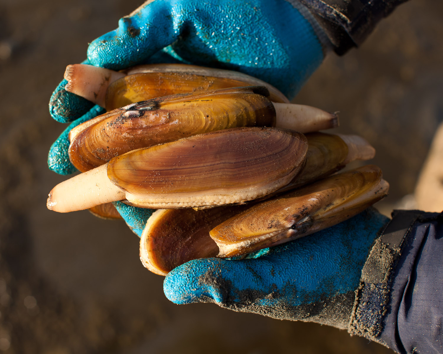 hunt-for-razor-clams-on-the-washington-coast