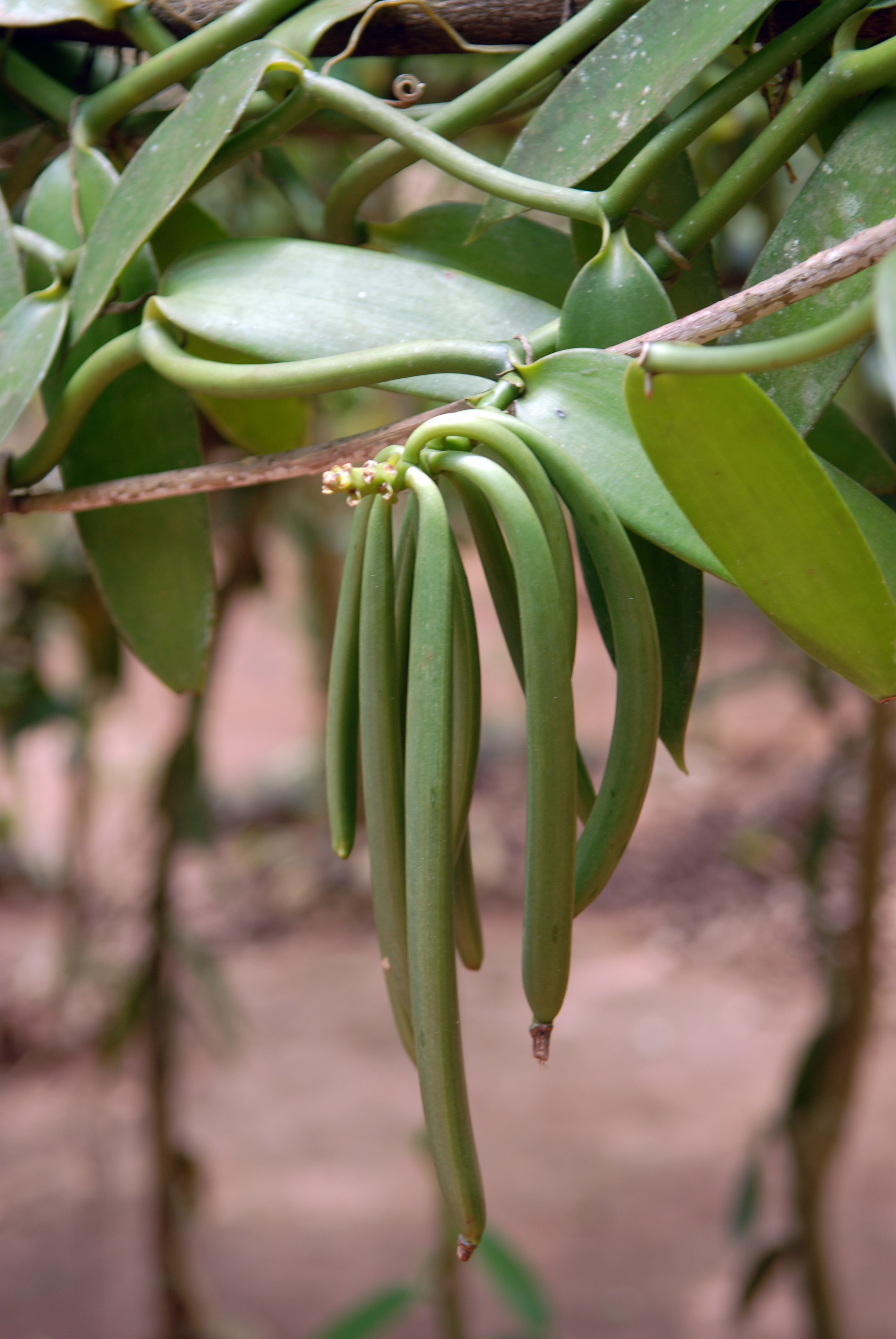 see-how-flowers-turn-into-flavor-in-hawaii