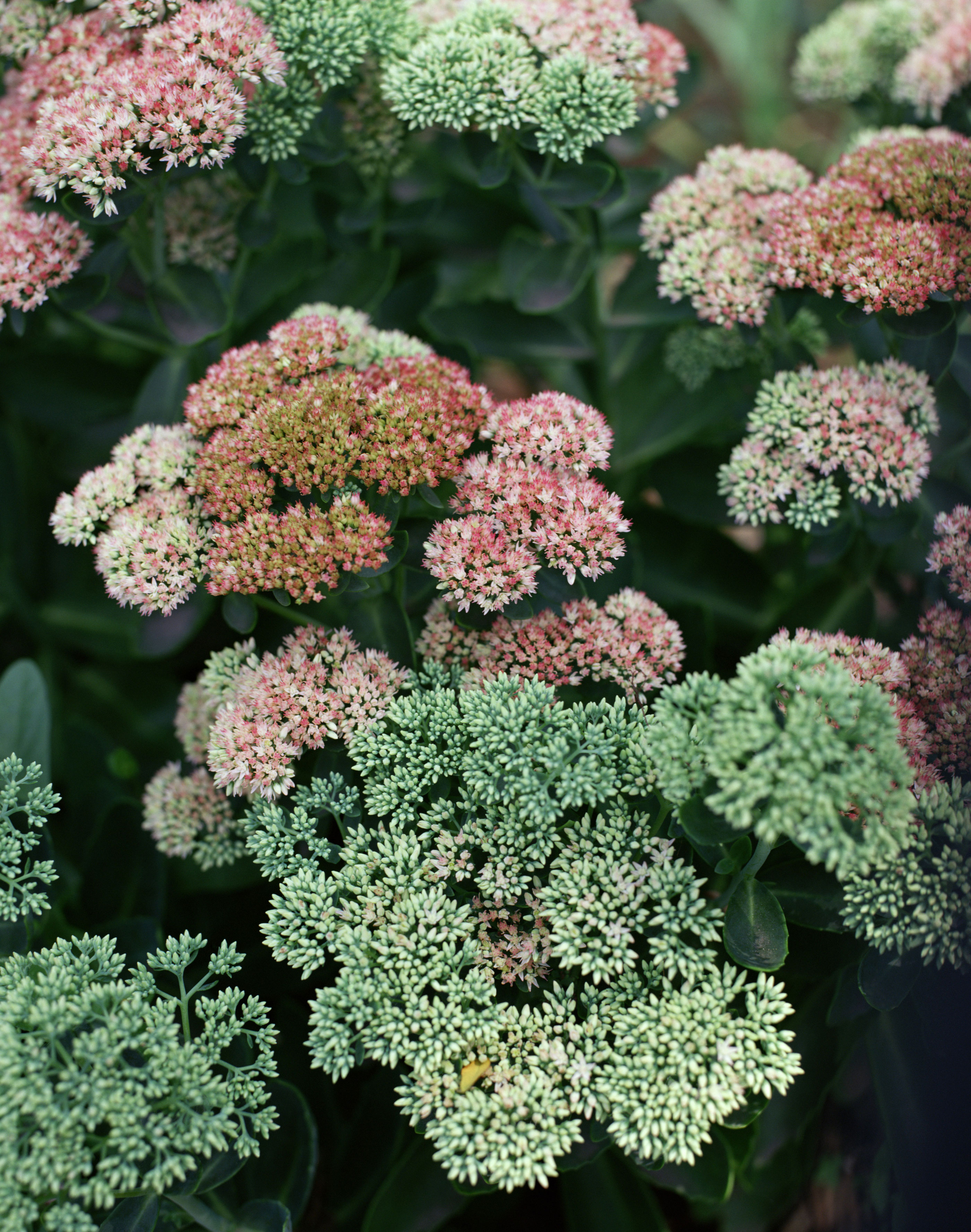 sedum-autumn-joy-sedum-x-herbstfreude