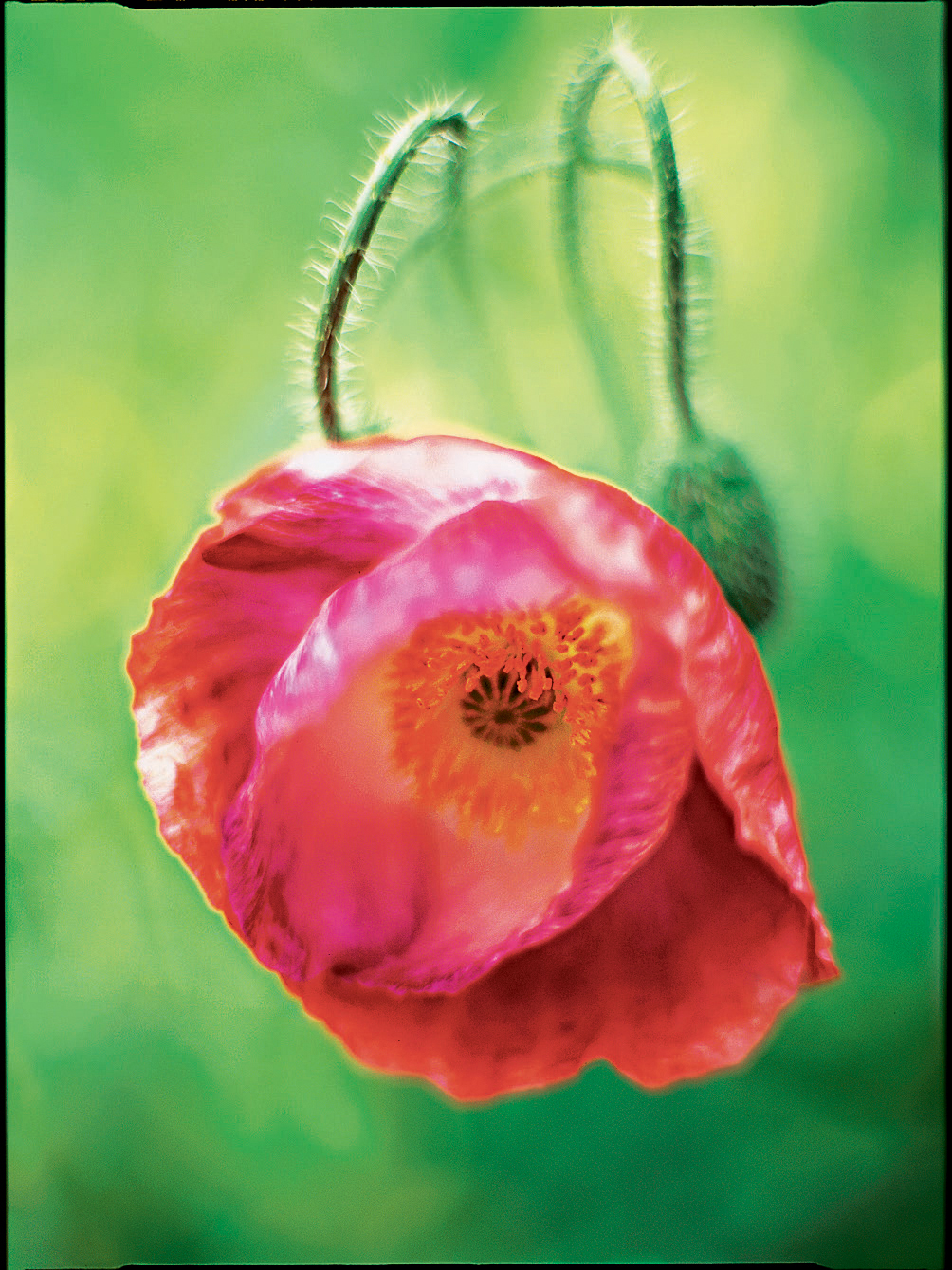 iceland-poppy