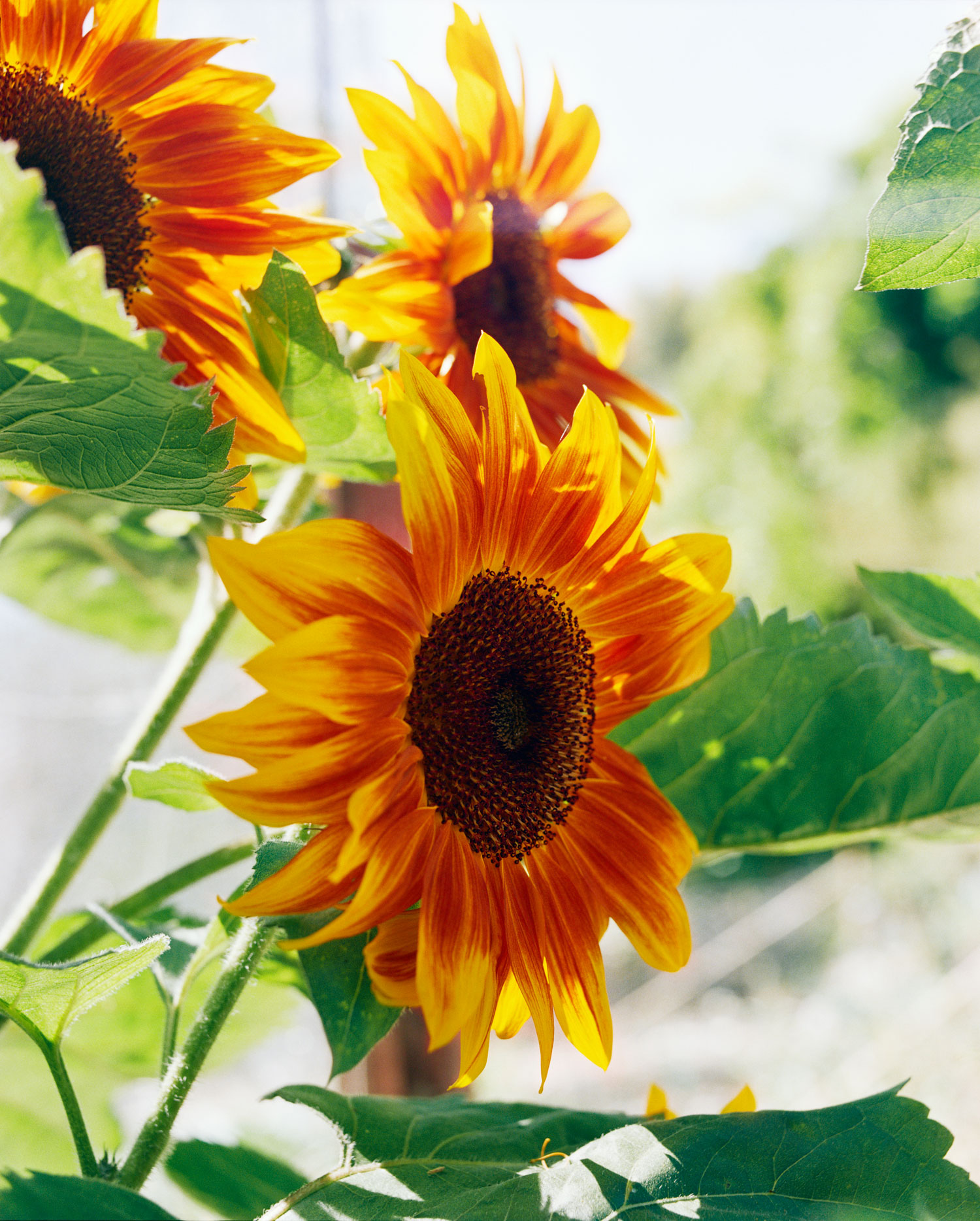 sunflowers-helianthus-annuus