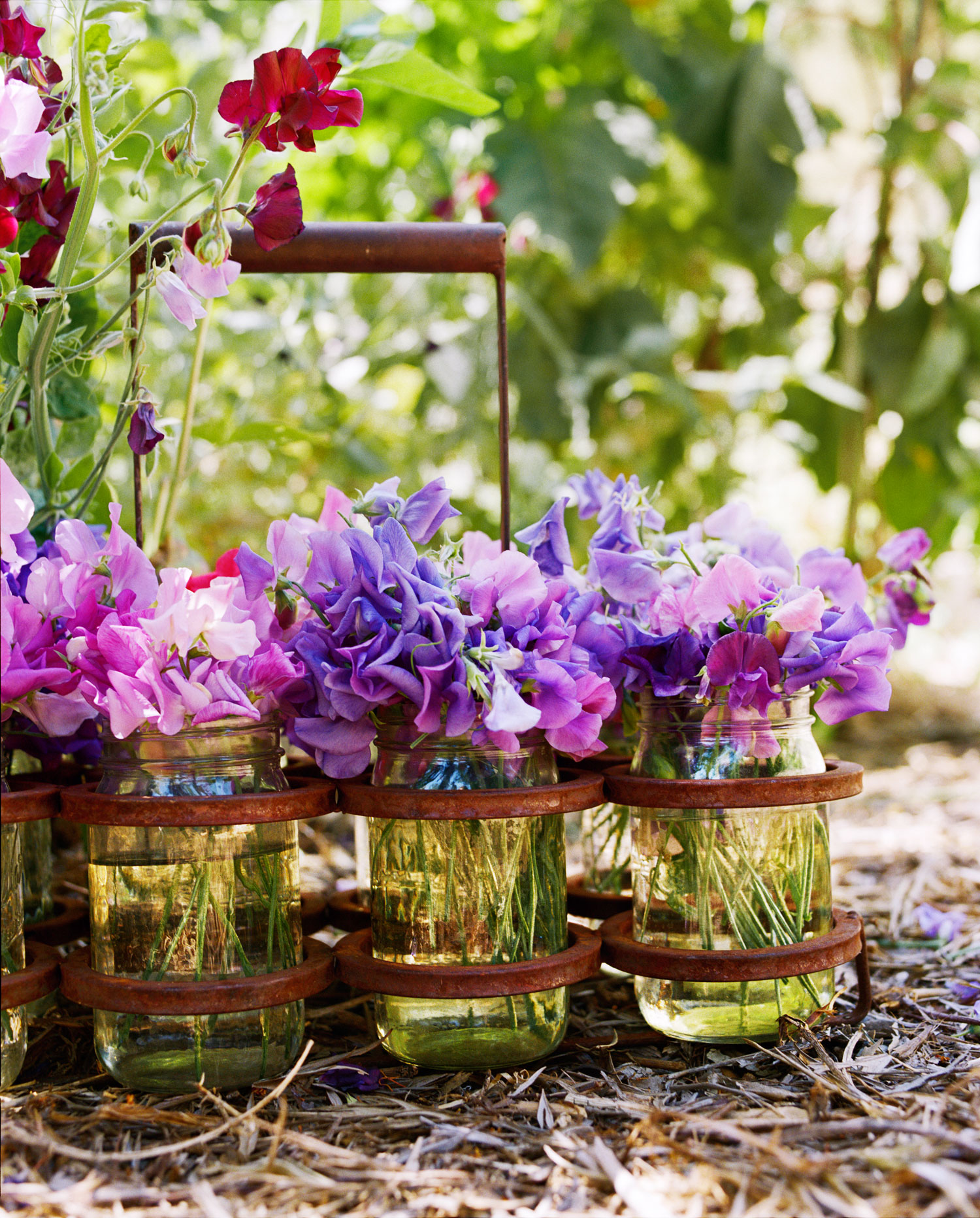 sweet-peaslathyrus-odoratus