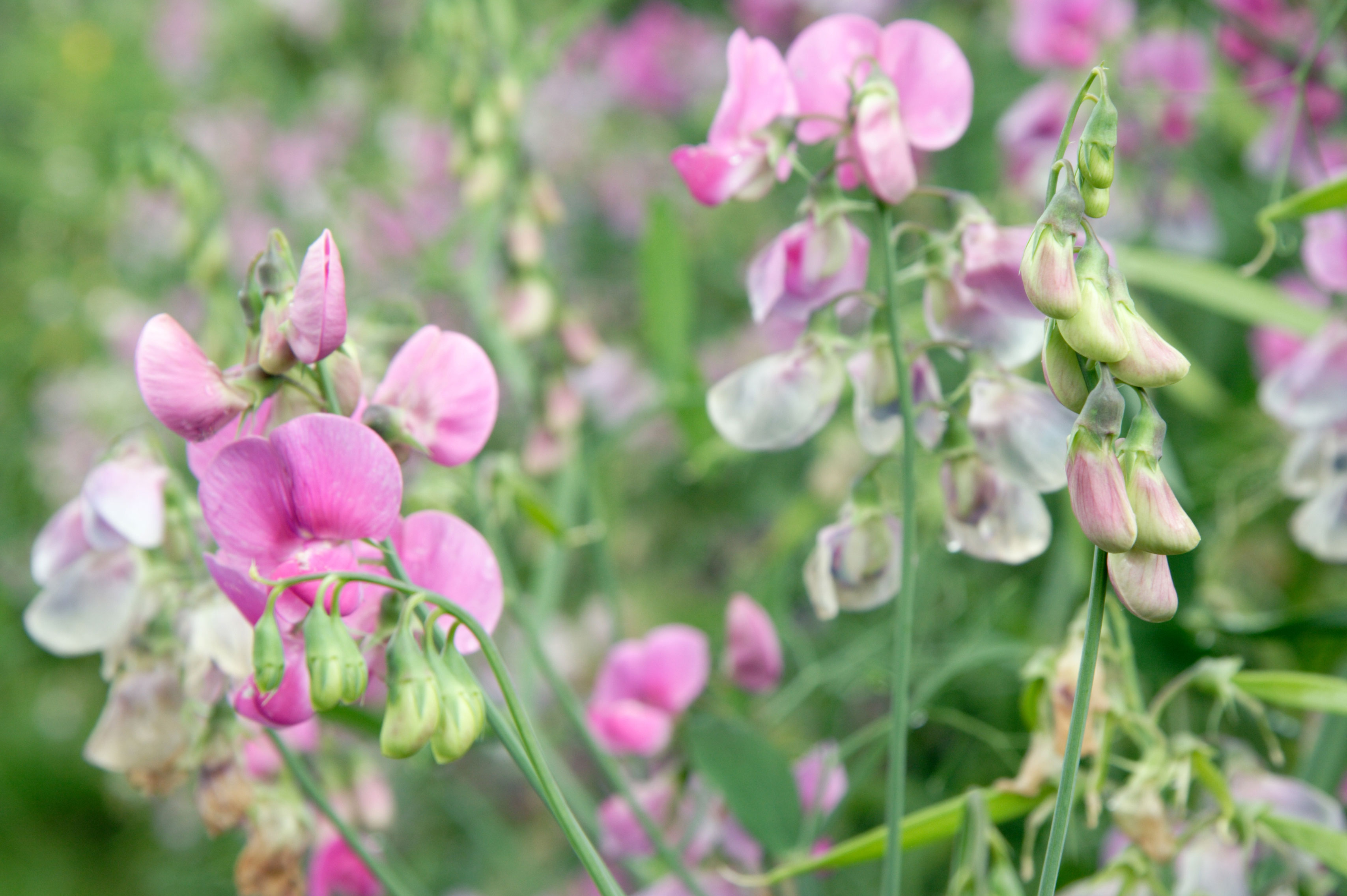 Sweet secret for Seattle