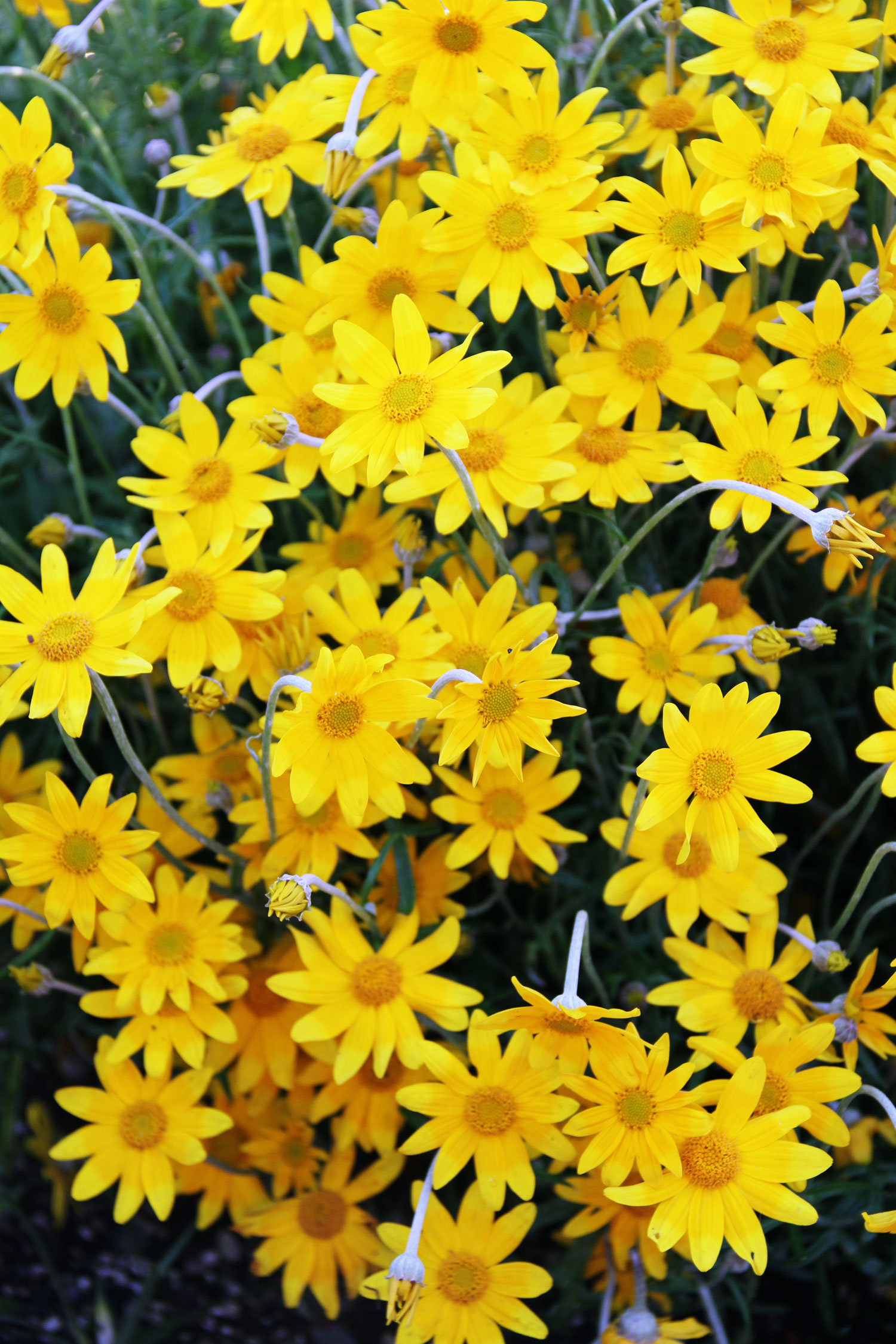 seans-favorite-finds-eriophyllum-lanatum