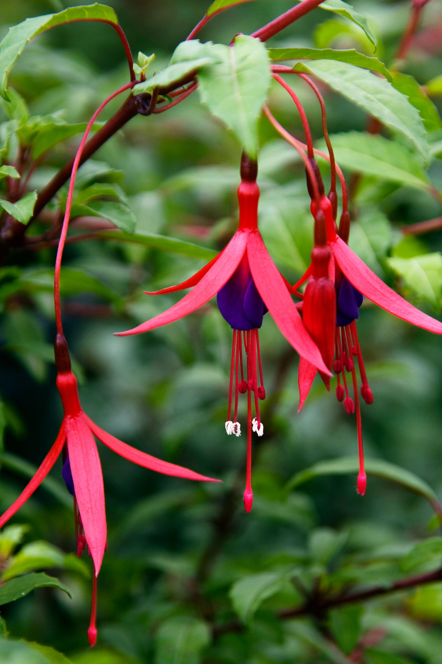 dans-favorite-finds-fuchsia-magellanica