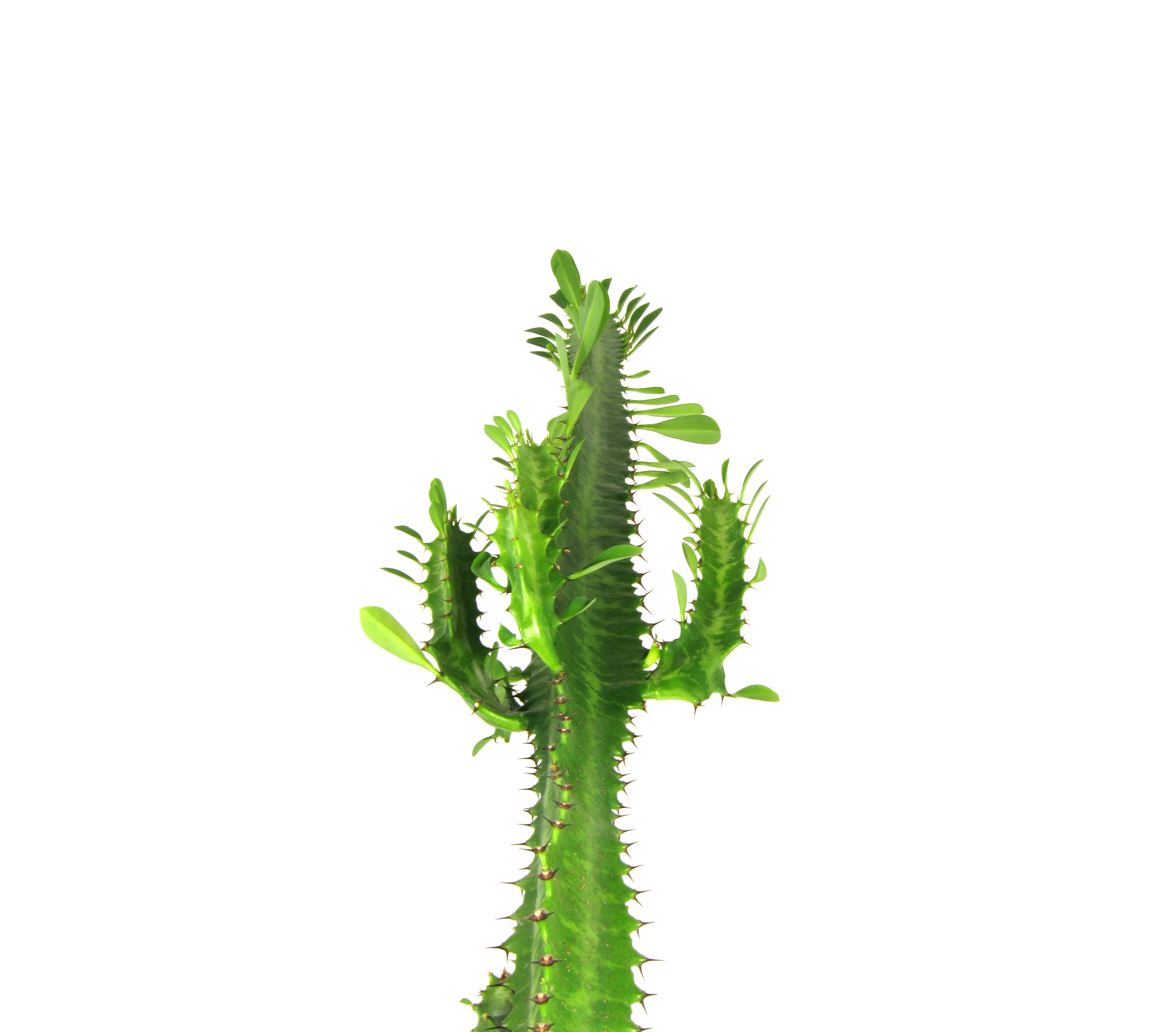 african-milk-tree-euphorbia-trigona