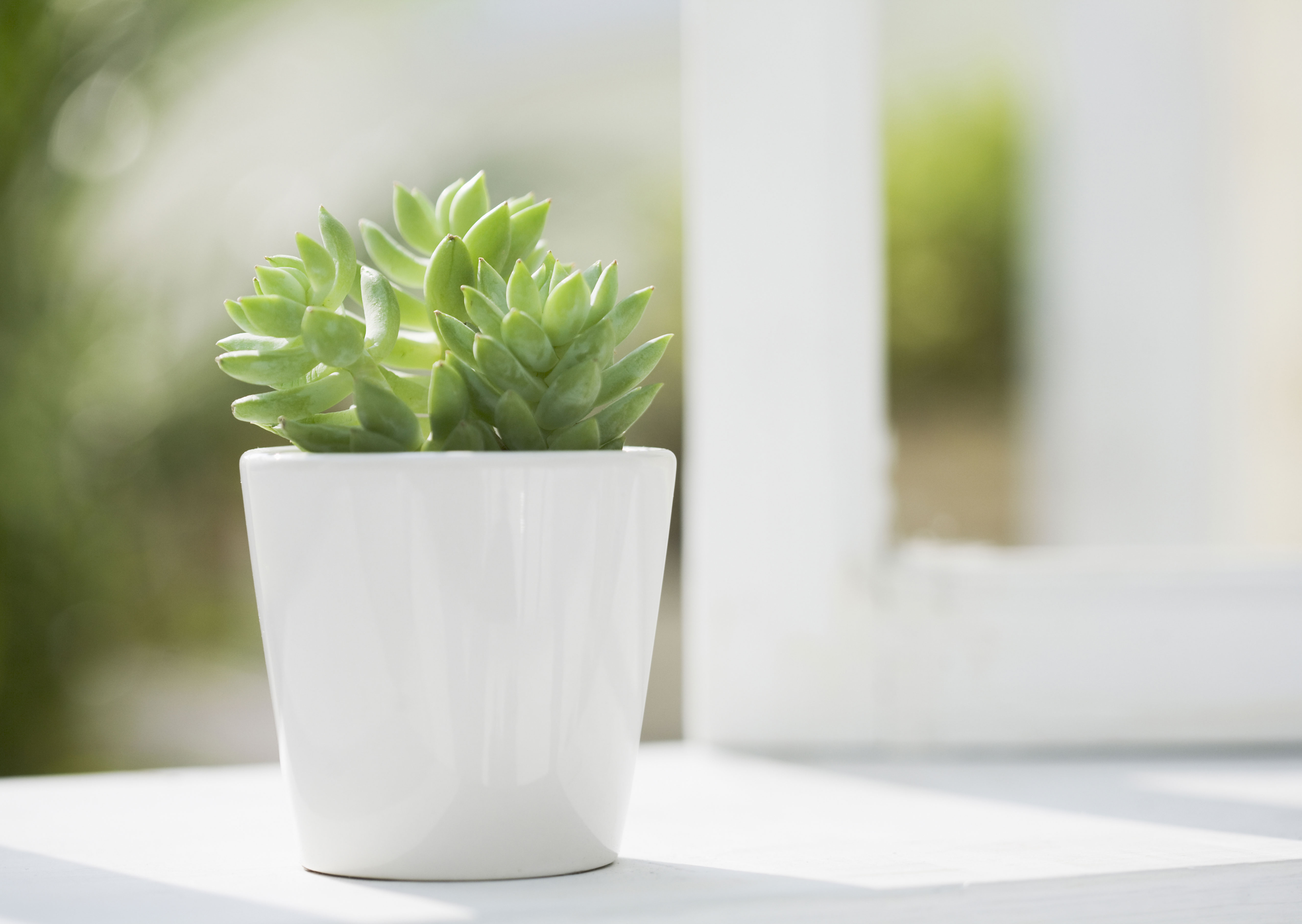 burrito-sedum-sedum-morganianum-burrito