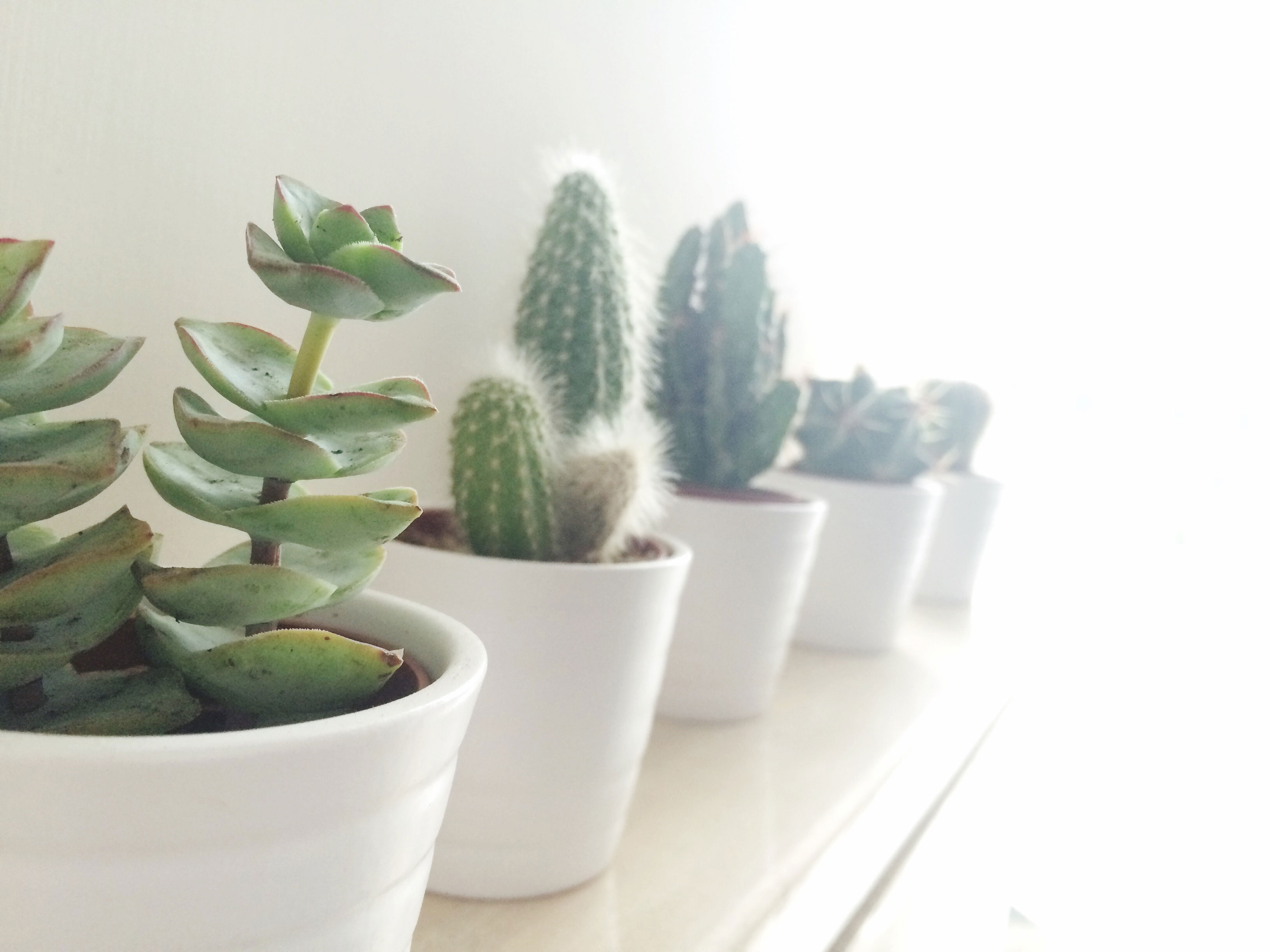 10 Succulents That Thrive Indoors