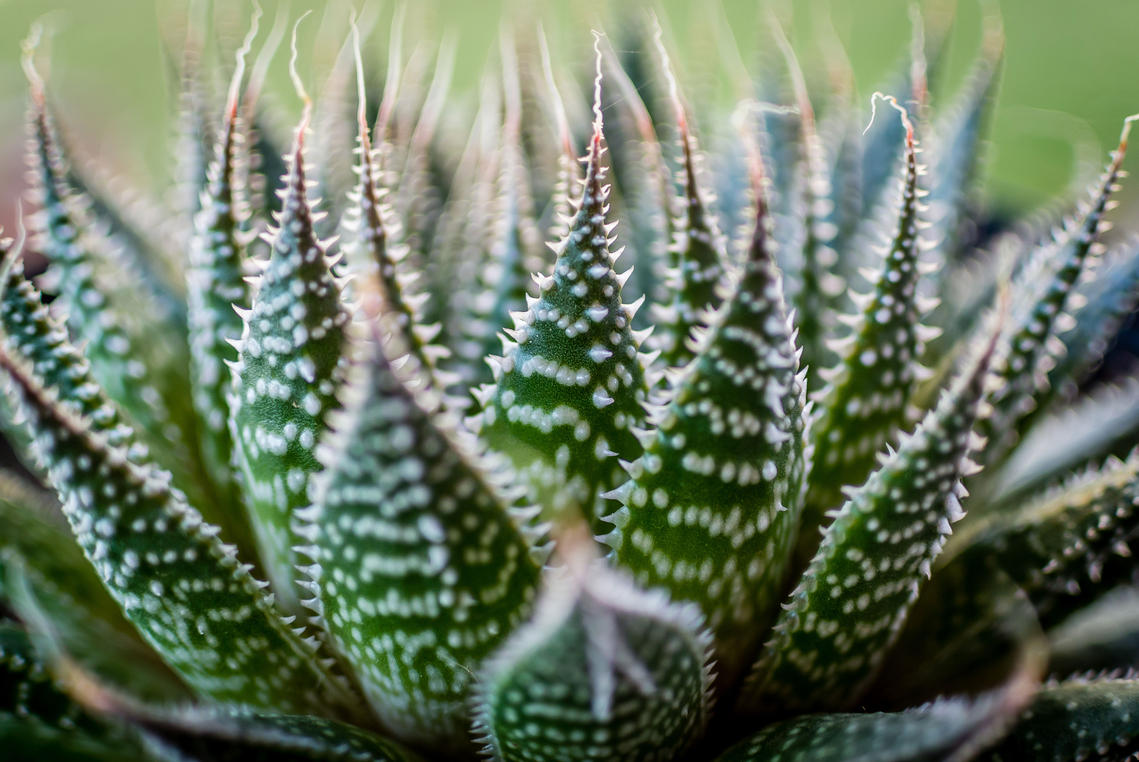 lace-aloe-aloe-aristata