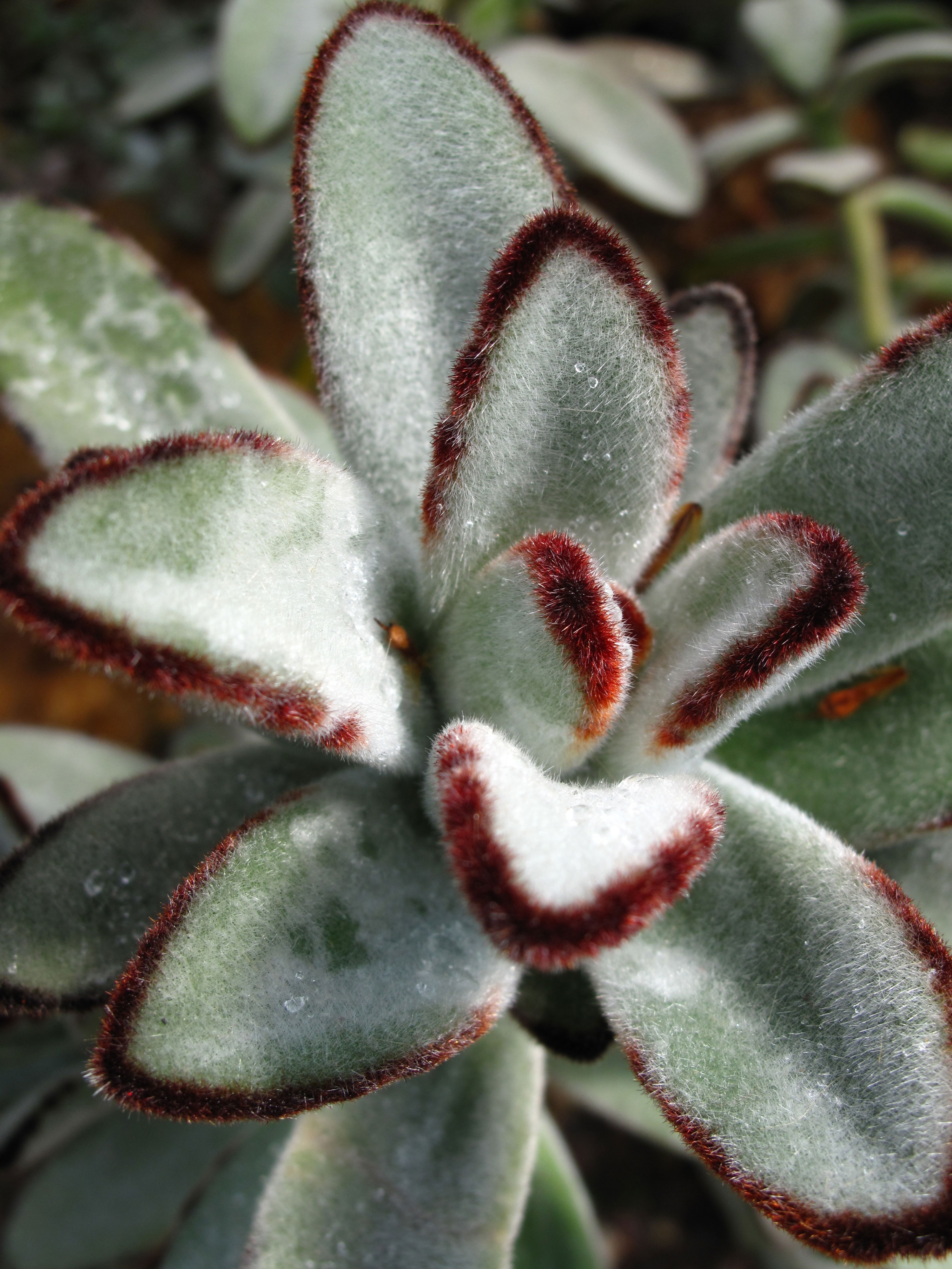 panda-plant-kalanchoe-tomentosa