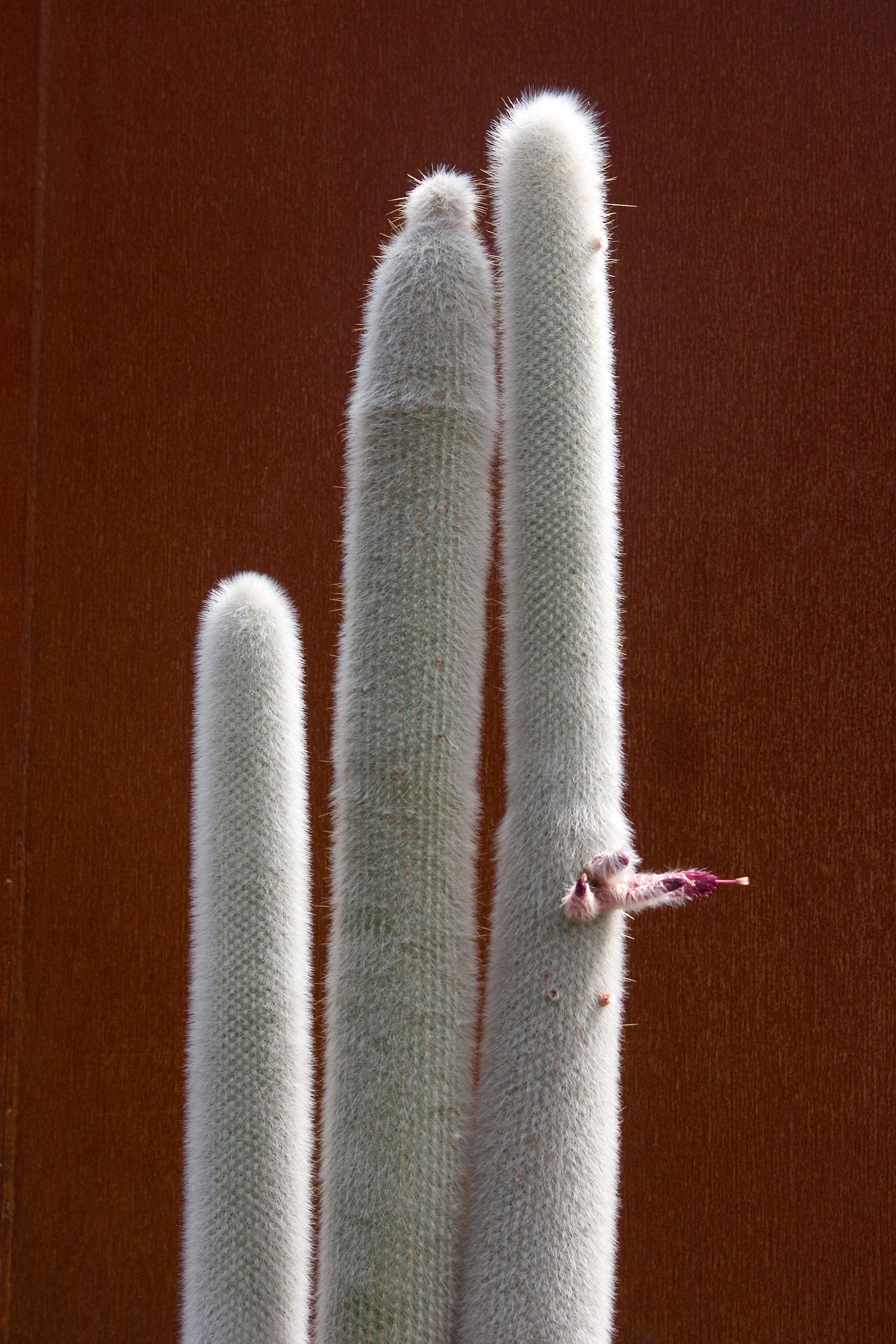 silver-torch-cactus-cleistocactus-strausii