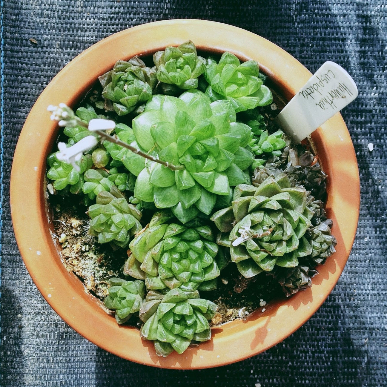 star-window-plant-haworthia-cuspidata