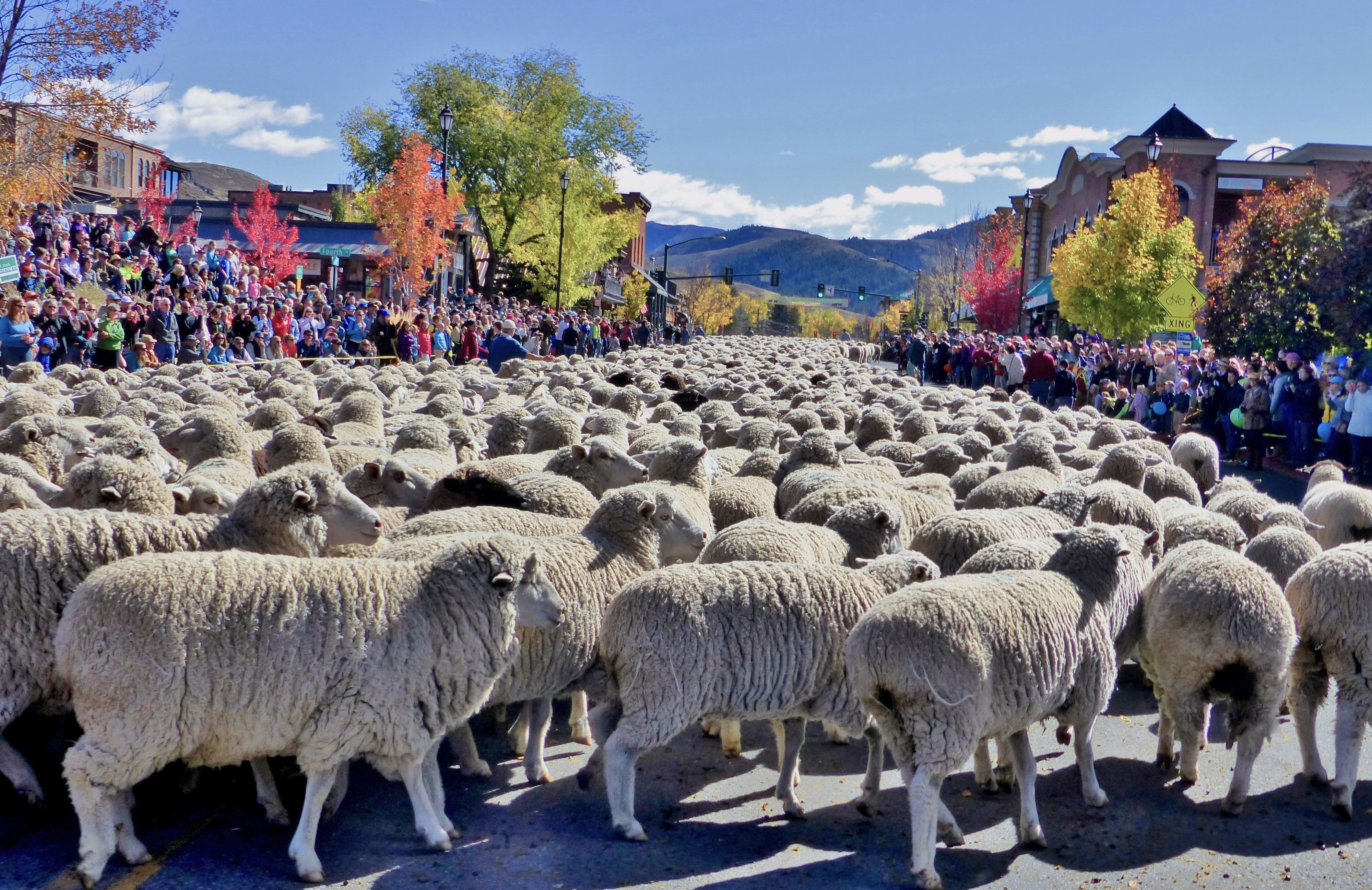 trailing-of-the-sheep-festival
