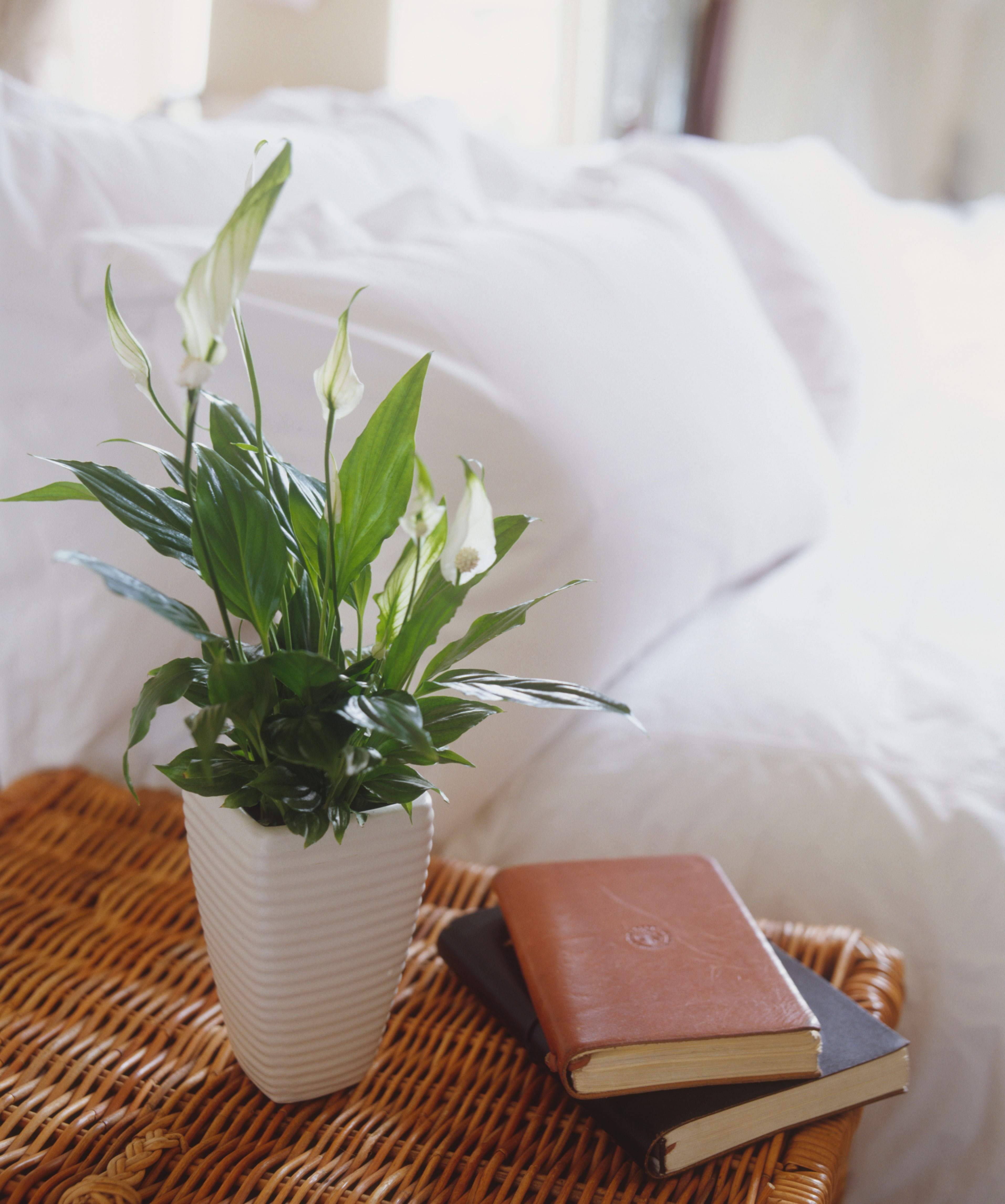 Your Houseplants Are Actually Good for You
