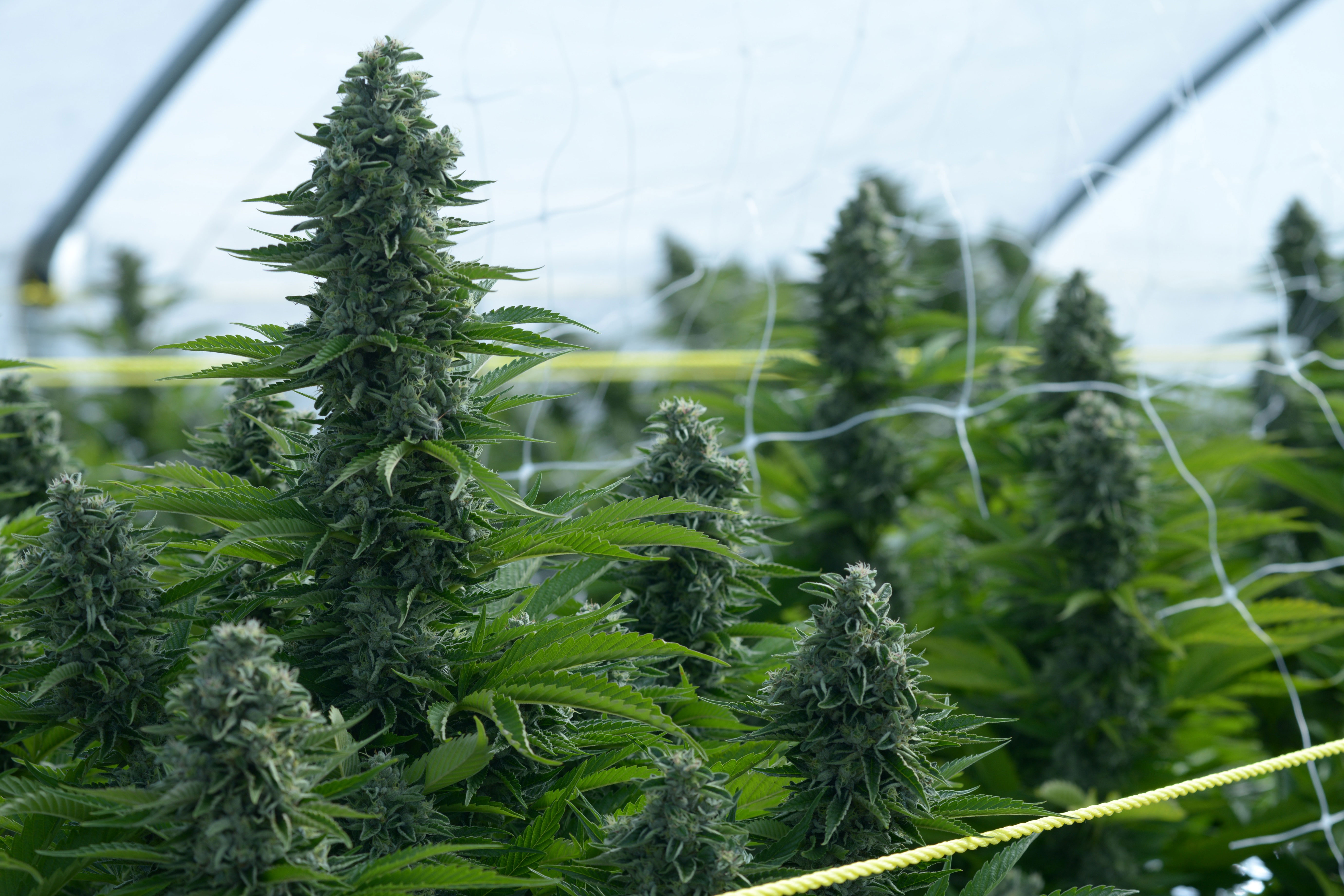 What to Know About How to Grow Marijuana Outdoors — Sunset