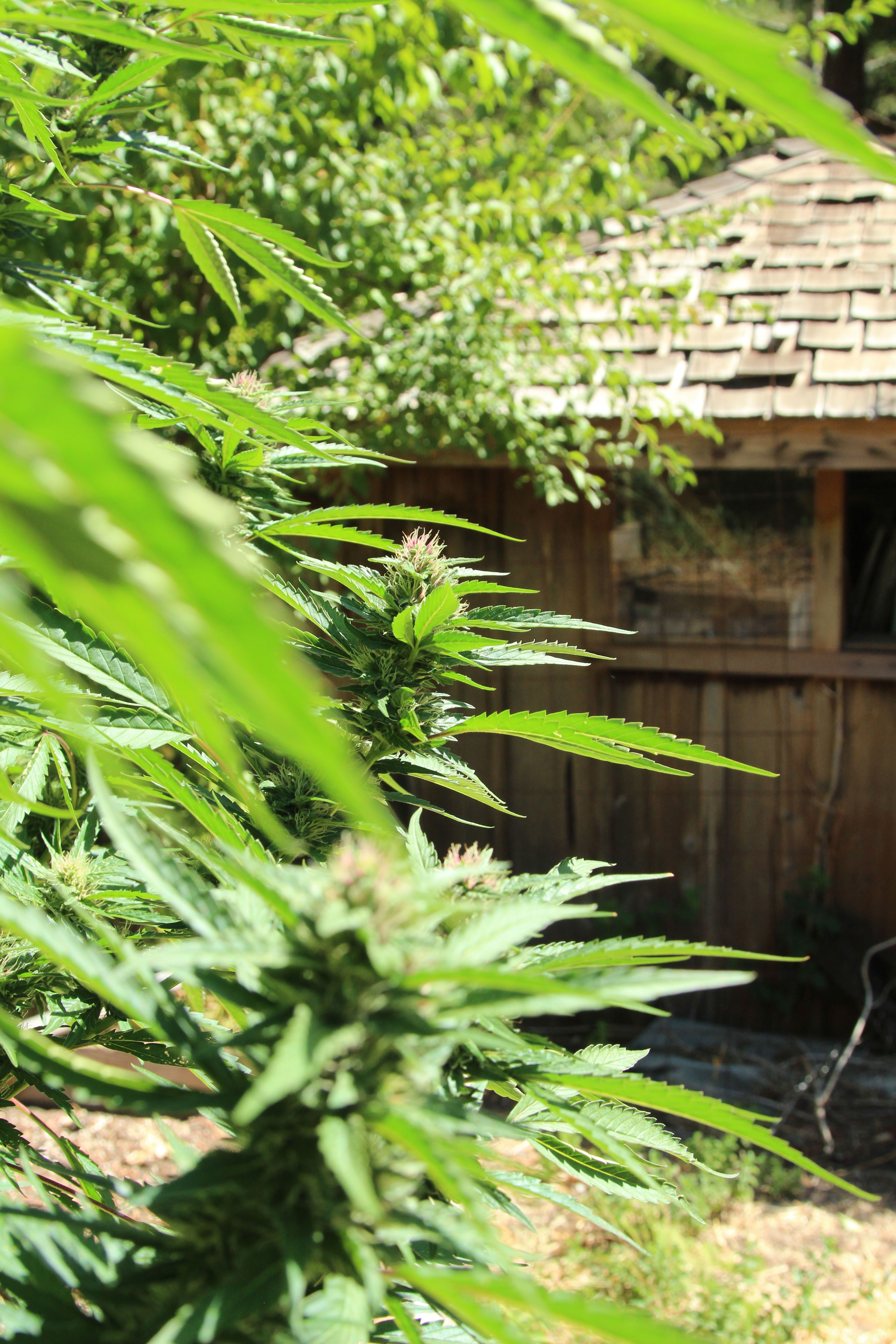 How to Grow Marijuana Outdoors
