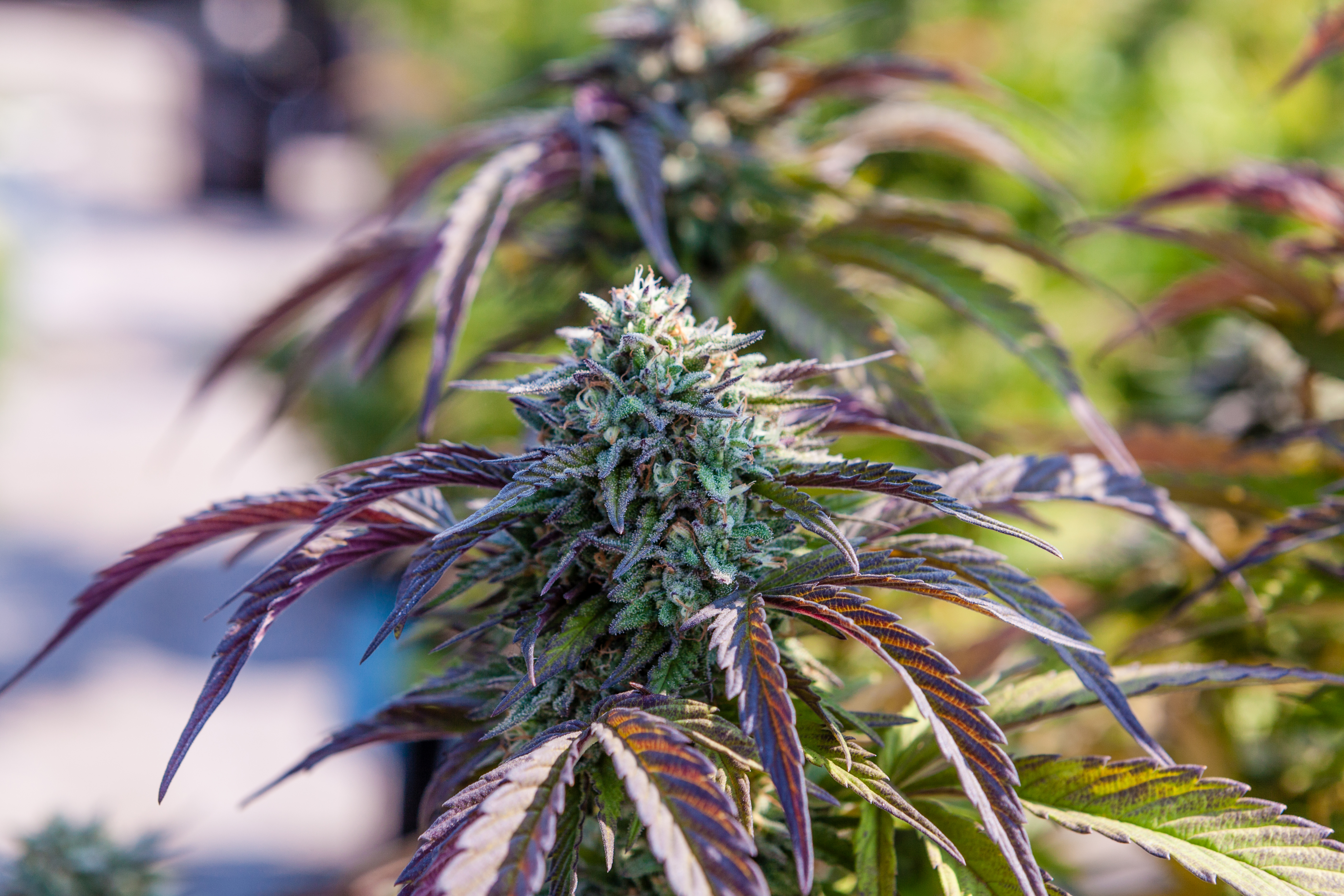 Our Guide To Landscaping With Marijuana Plants Sunset Magazine - 