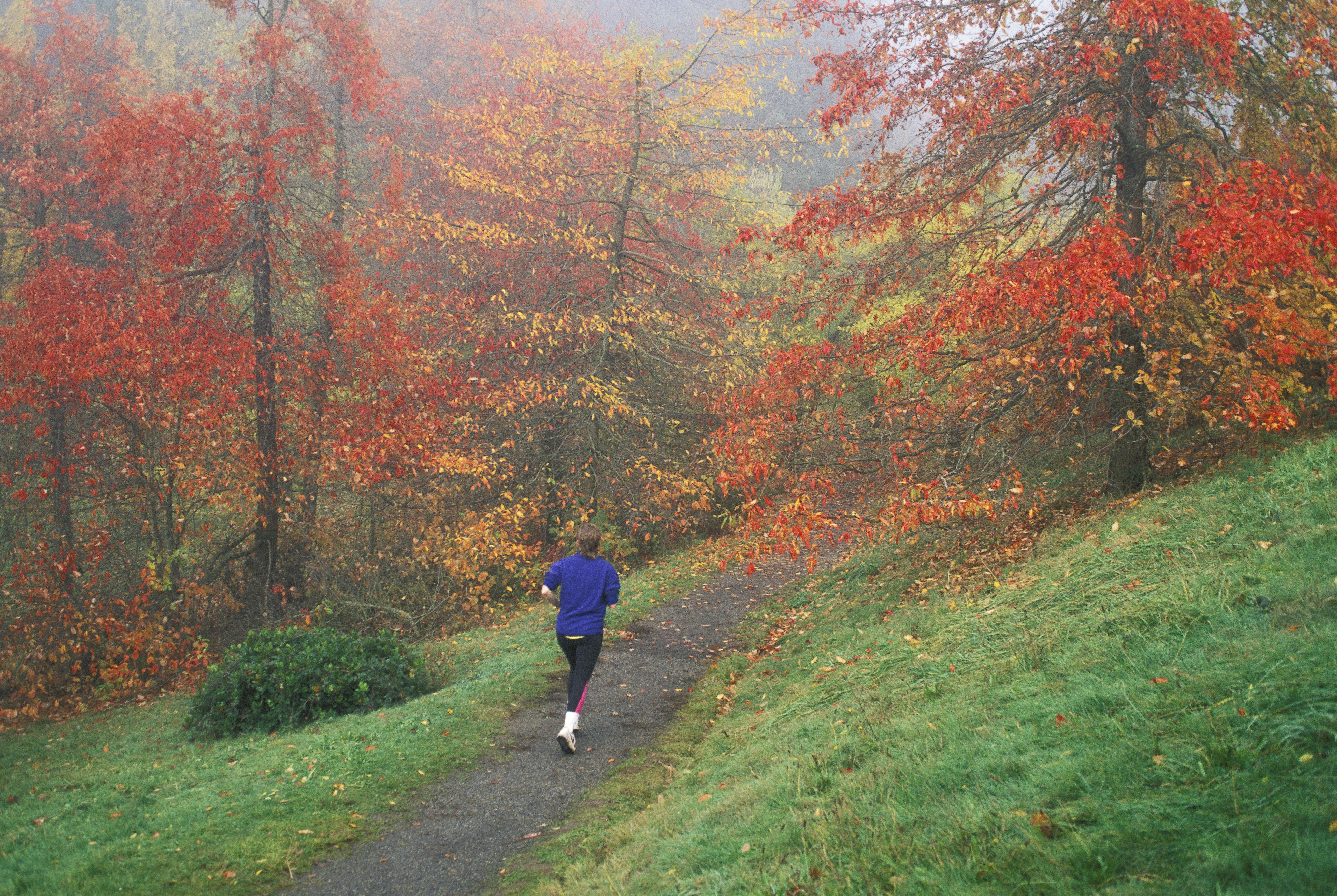 wildwood-trail-portland-or