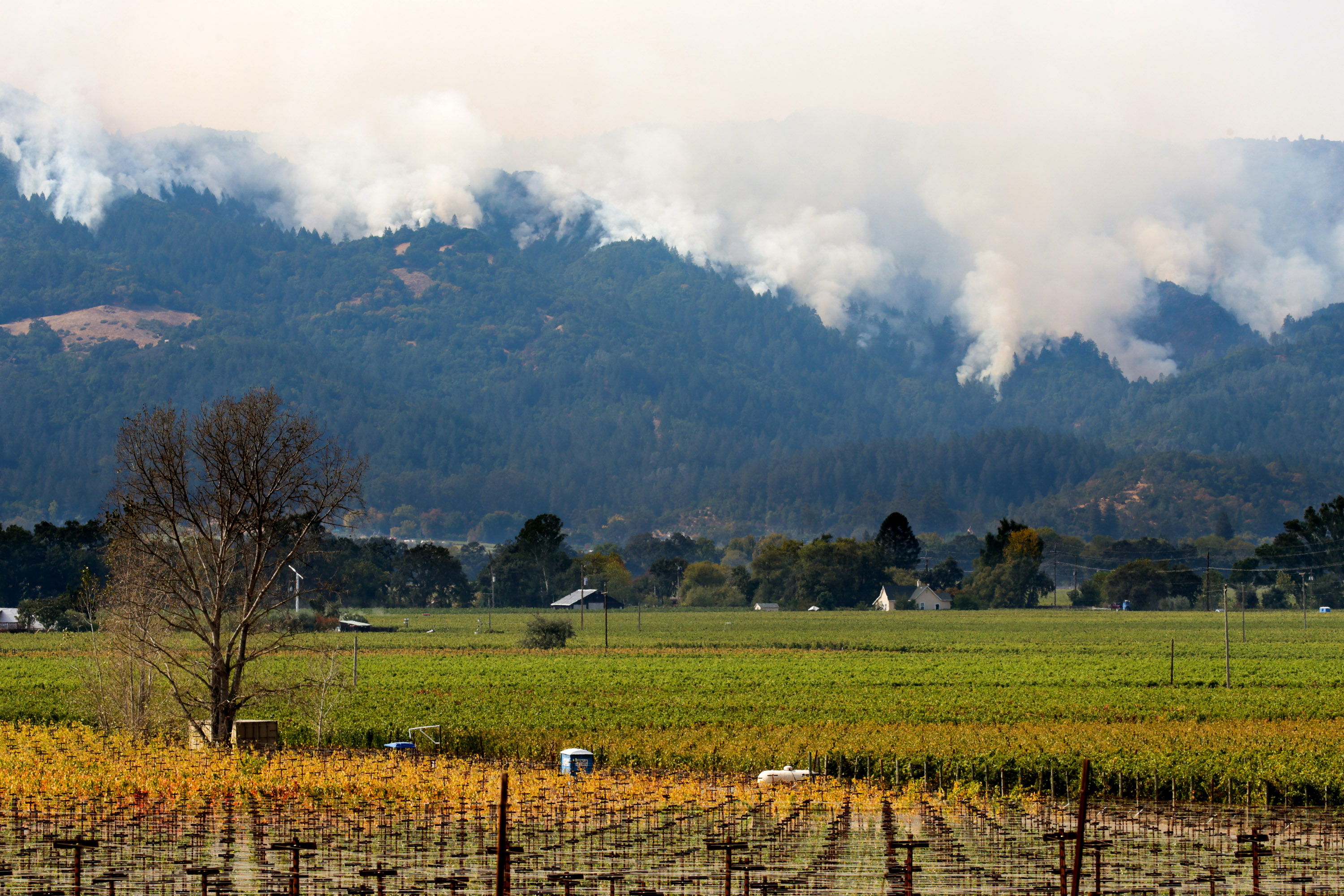 How the Northern California Wildfires Could Change the Wine Industry Forever