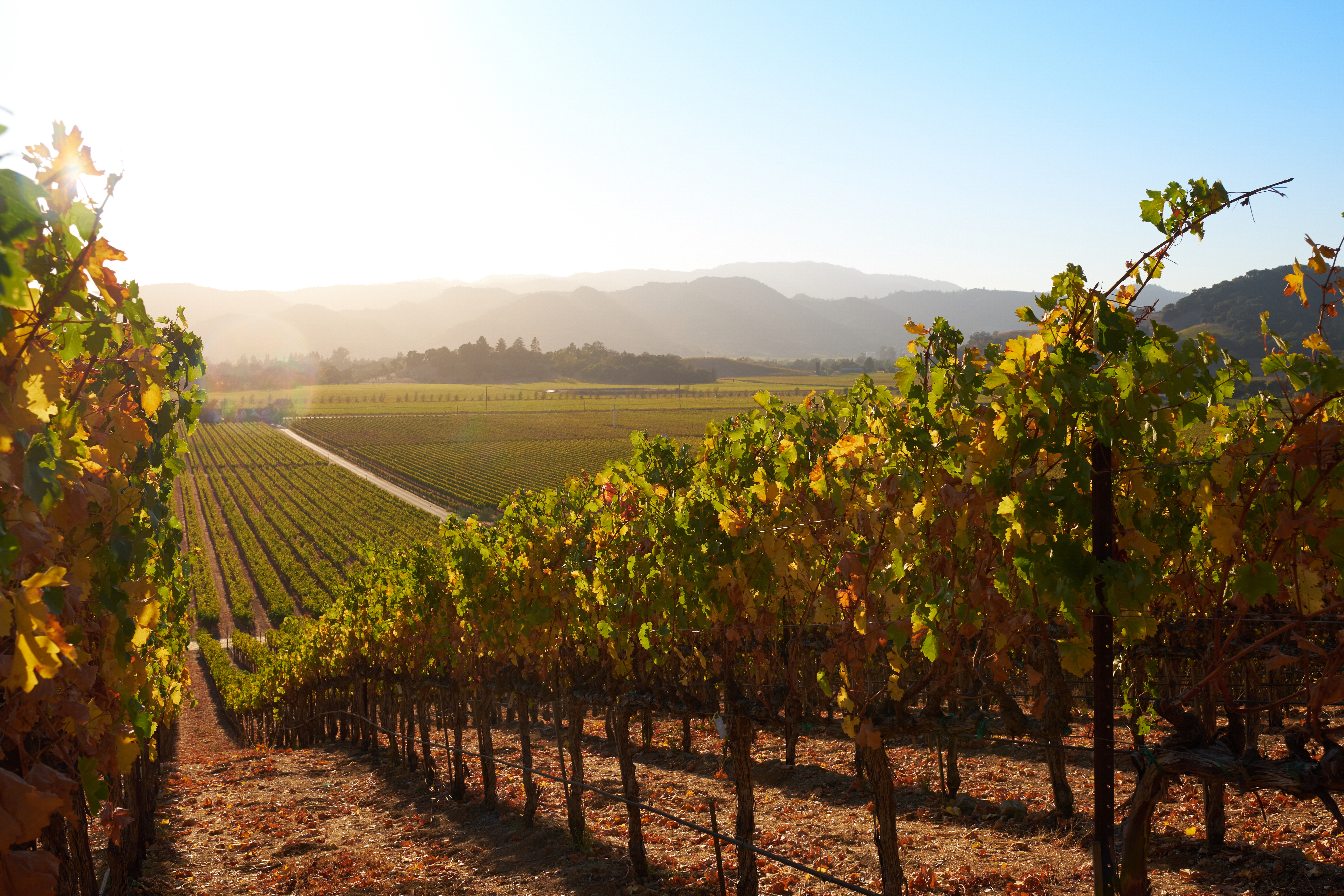 After the Fires: Napa Valley’s Renewal