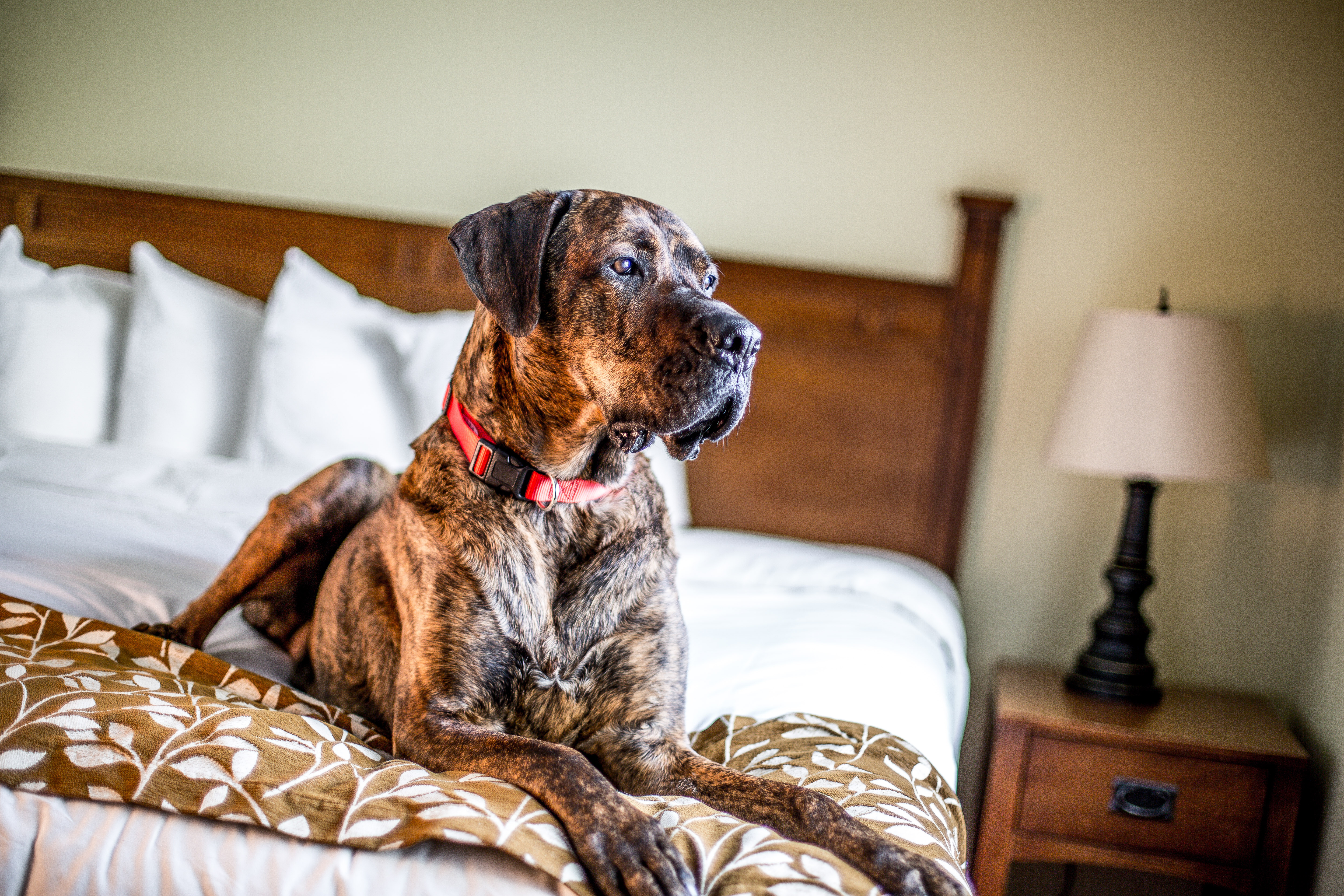 Americans Are Spending More on Pets Than Ever Before