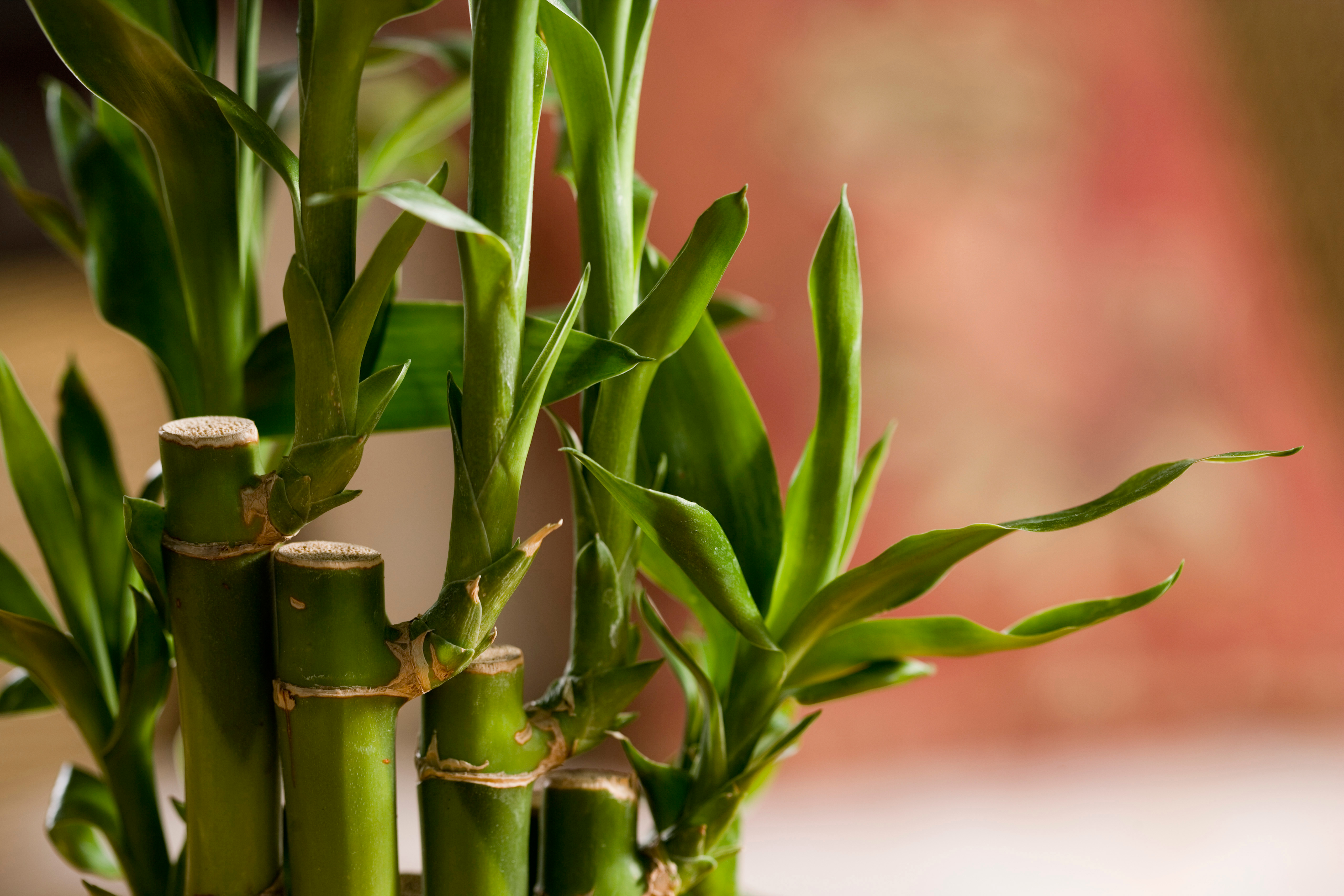 1. Serene Oasis For Blooming Bamboo