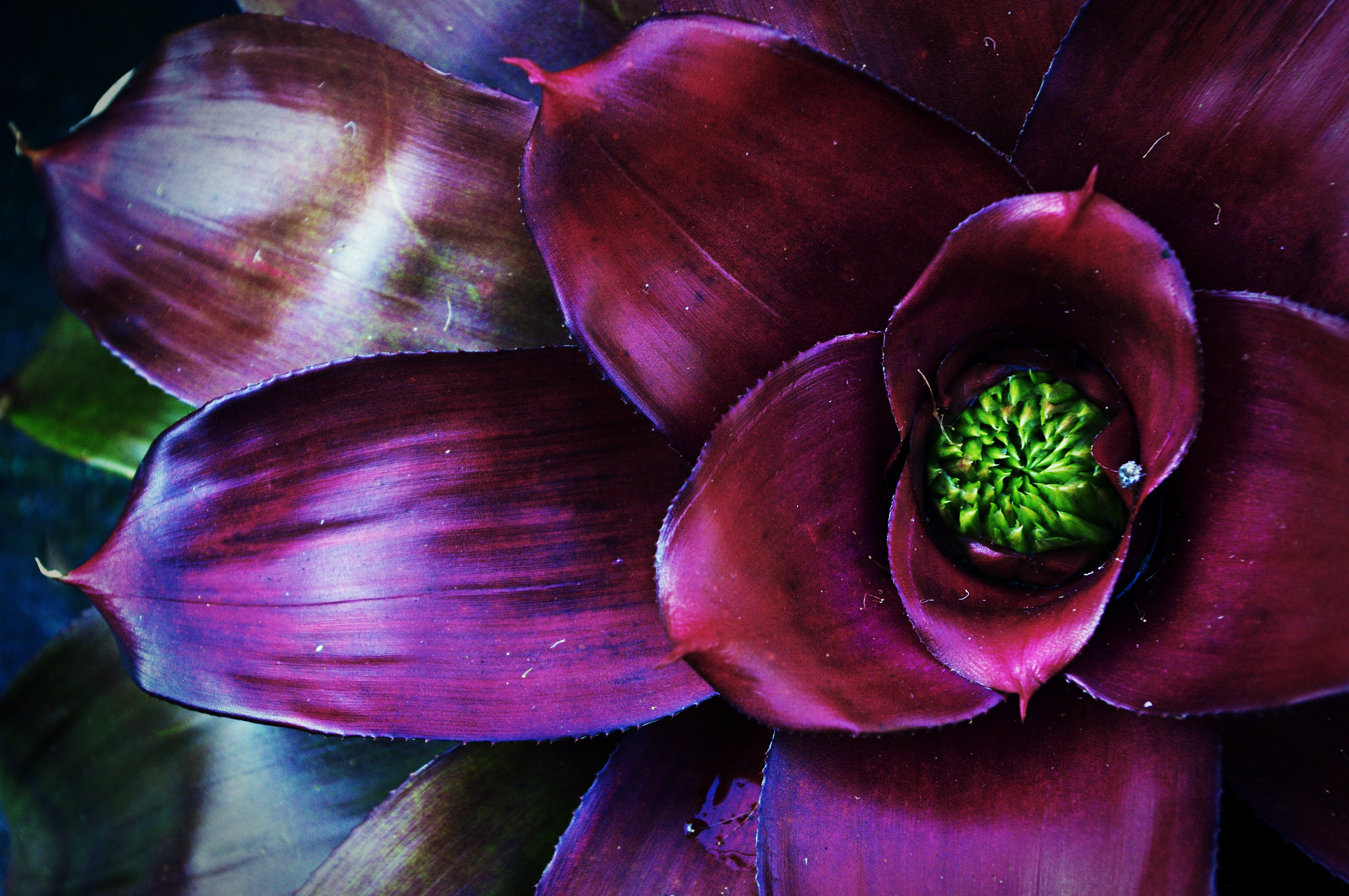 10 Tropical Houseplants for Instant Vacay Vibes