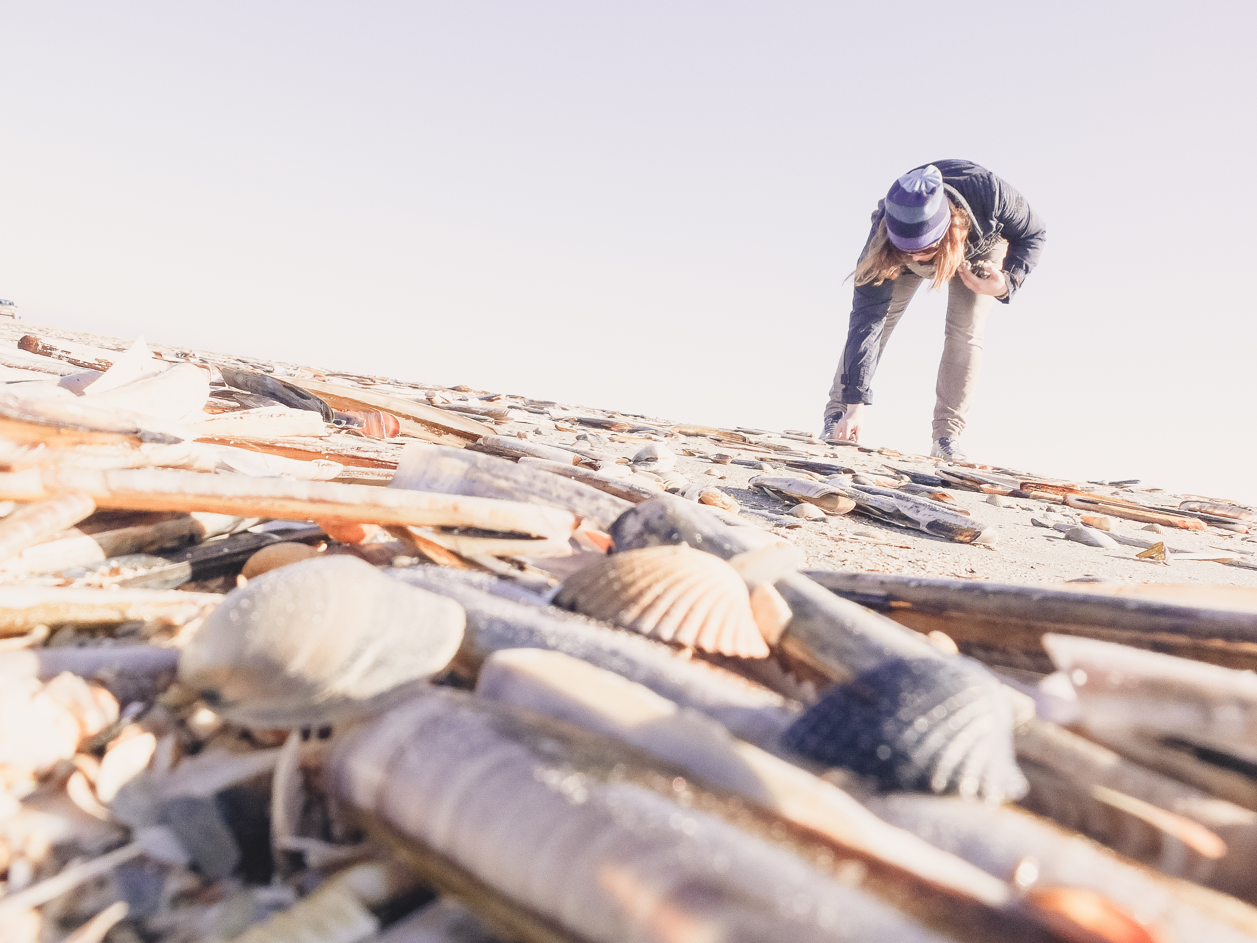 razor-clams-westport-wa