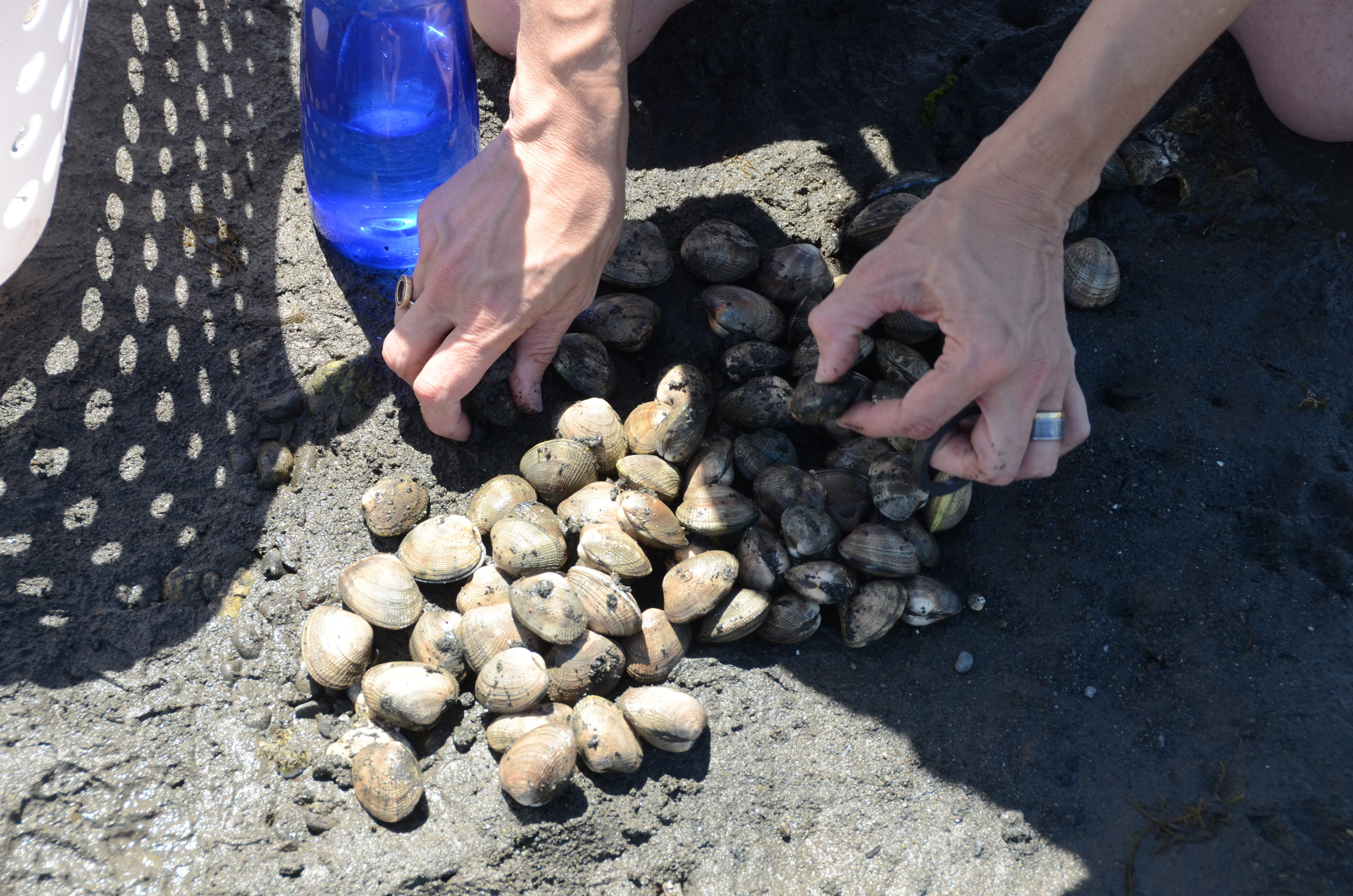 learn-to-forage-for-shellfish-hood-canal-wa