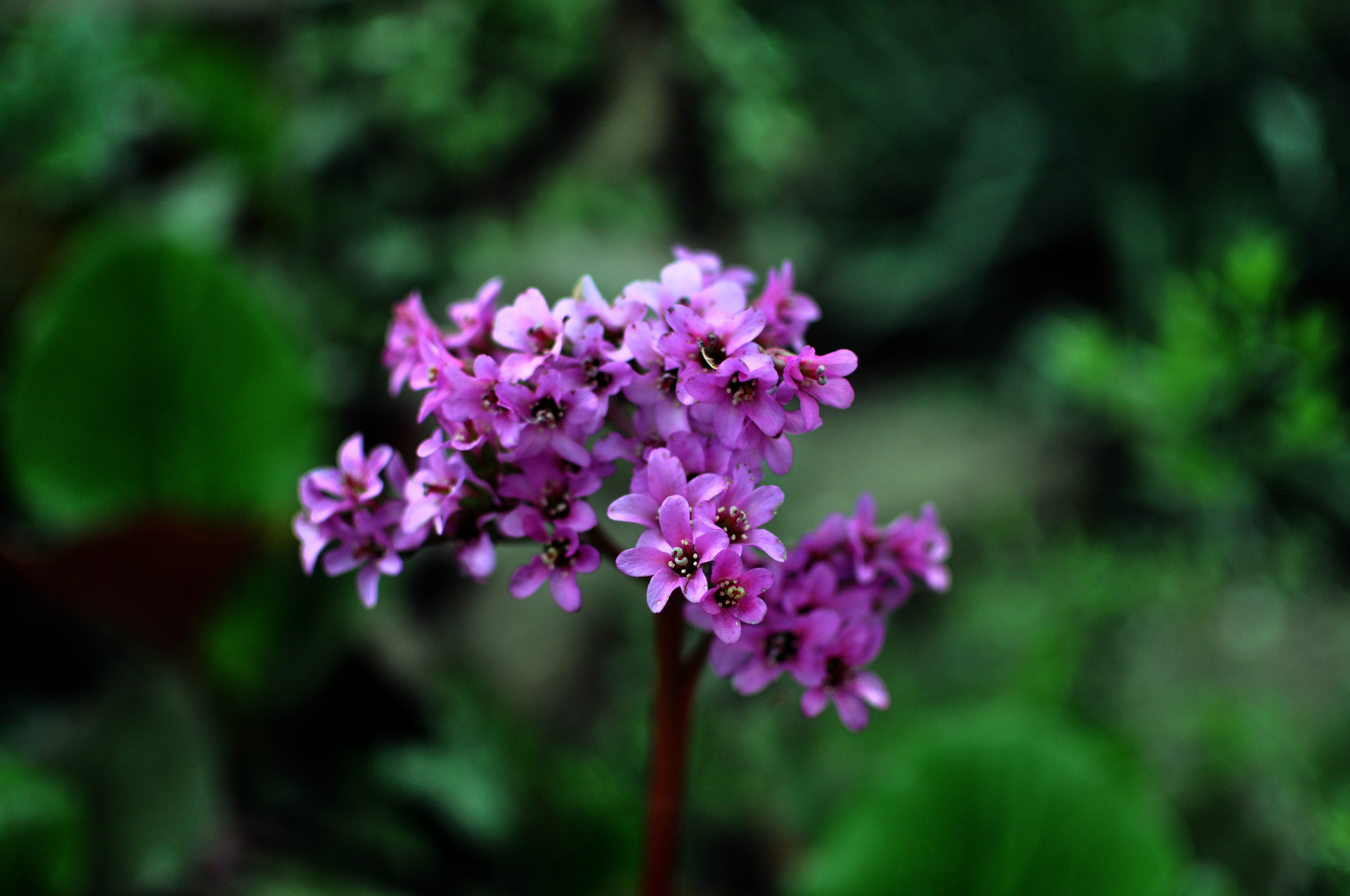 These Spring-Blooming Flowers Will Wake up Your Garden
