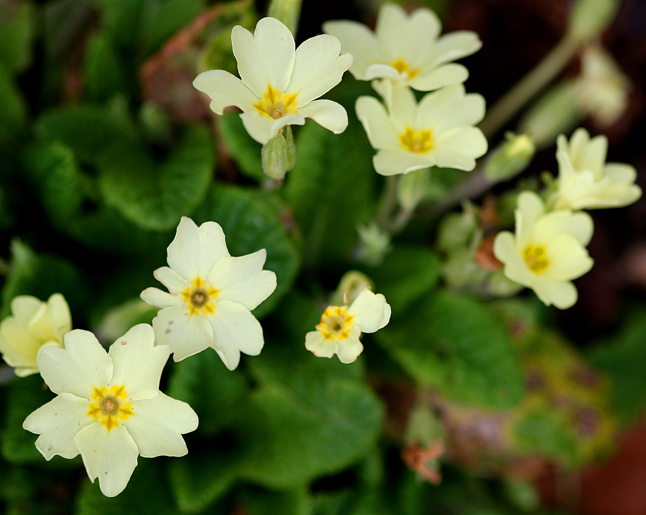 primrose-primula-polyantha