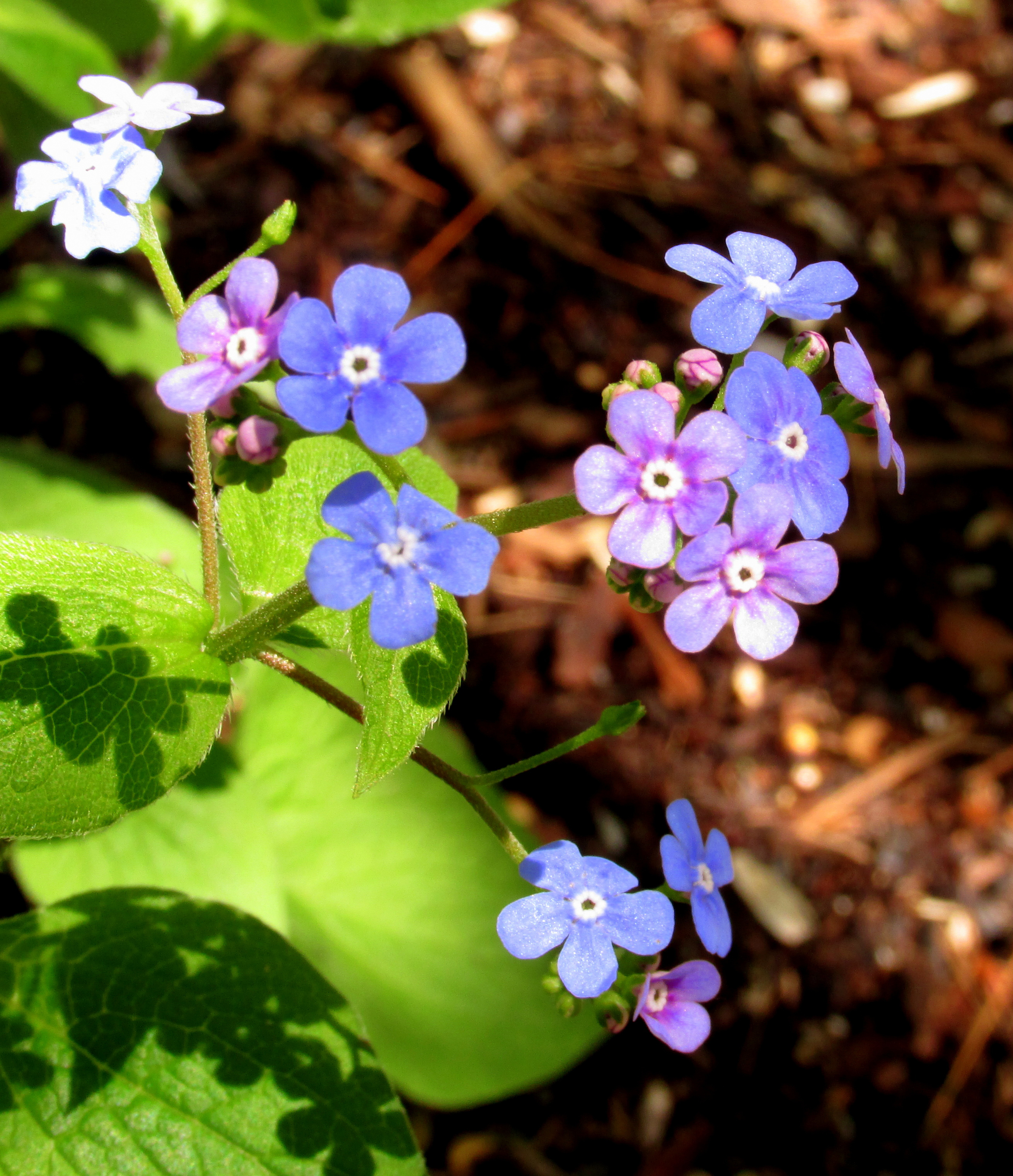 siberian-bugloss-brunnera-macrophylla