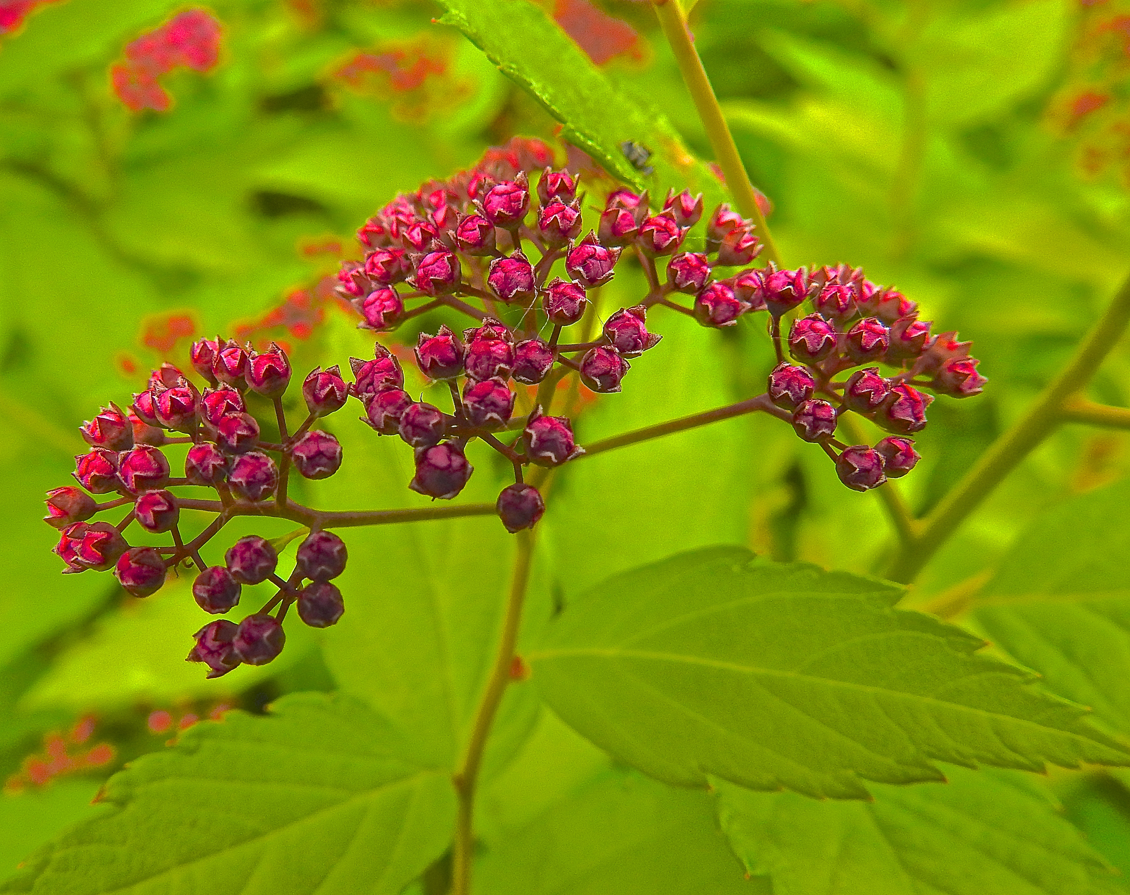 spirea-spirea