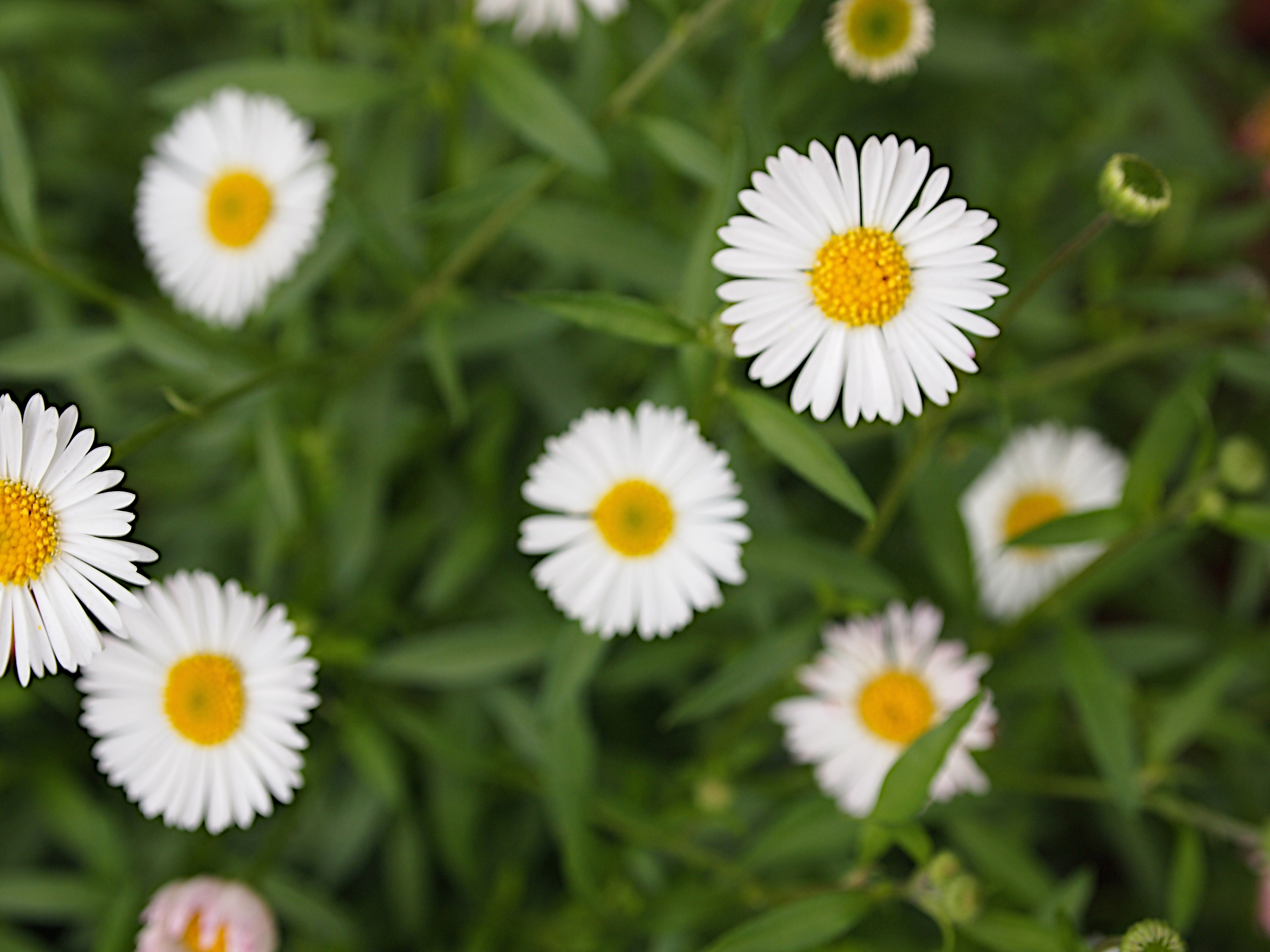 Shasta daisy, Chrysanthemum superbum (Leucanthemum superbum)