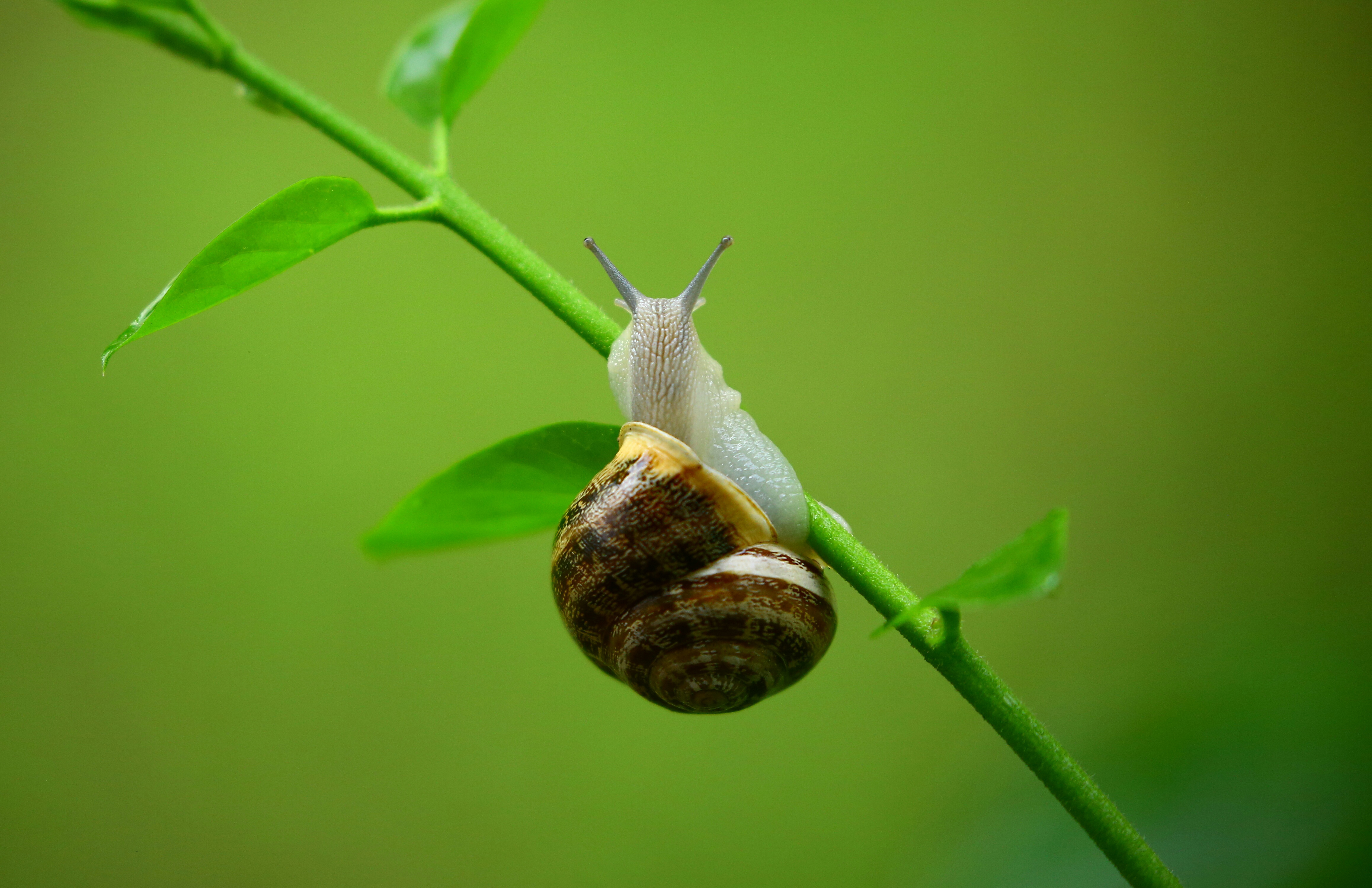 say-so-long-to-snails