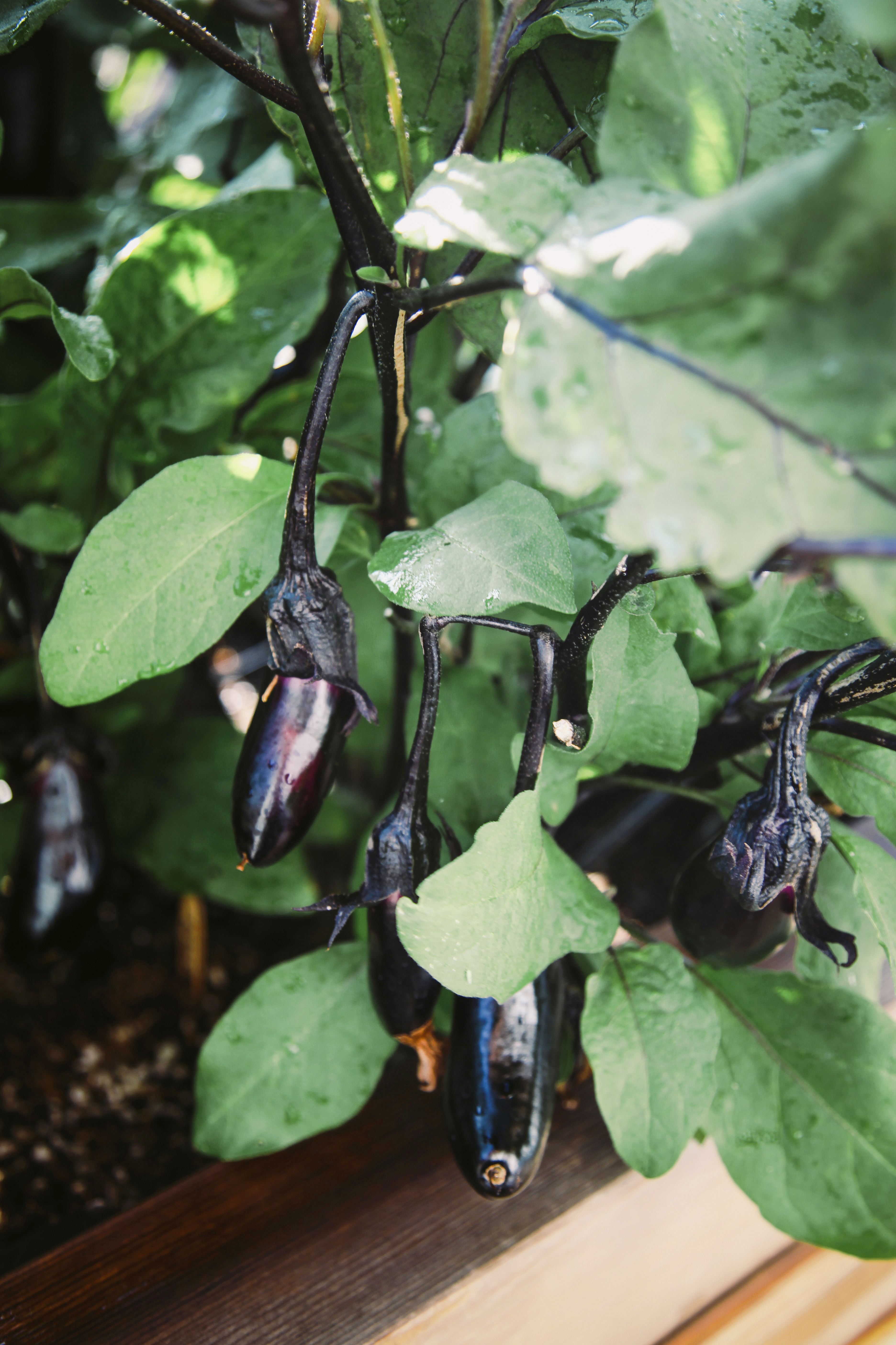 grow-eggplants
