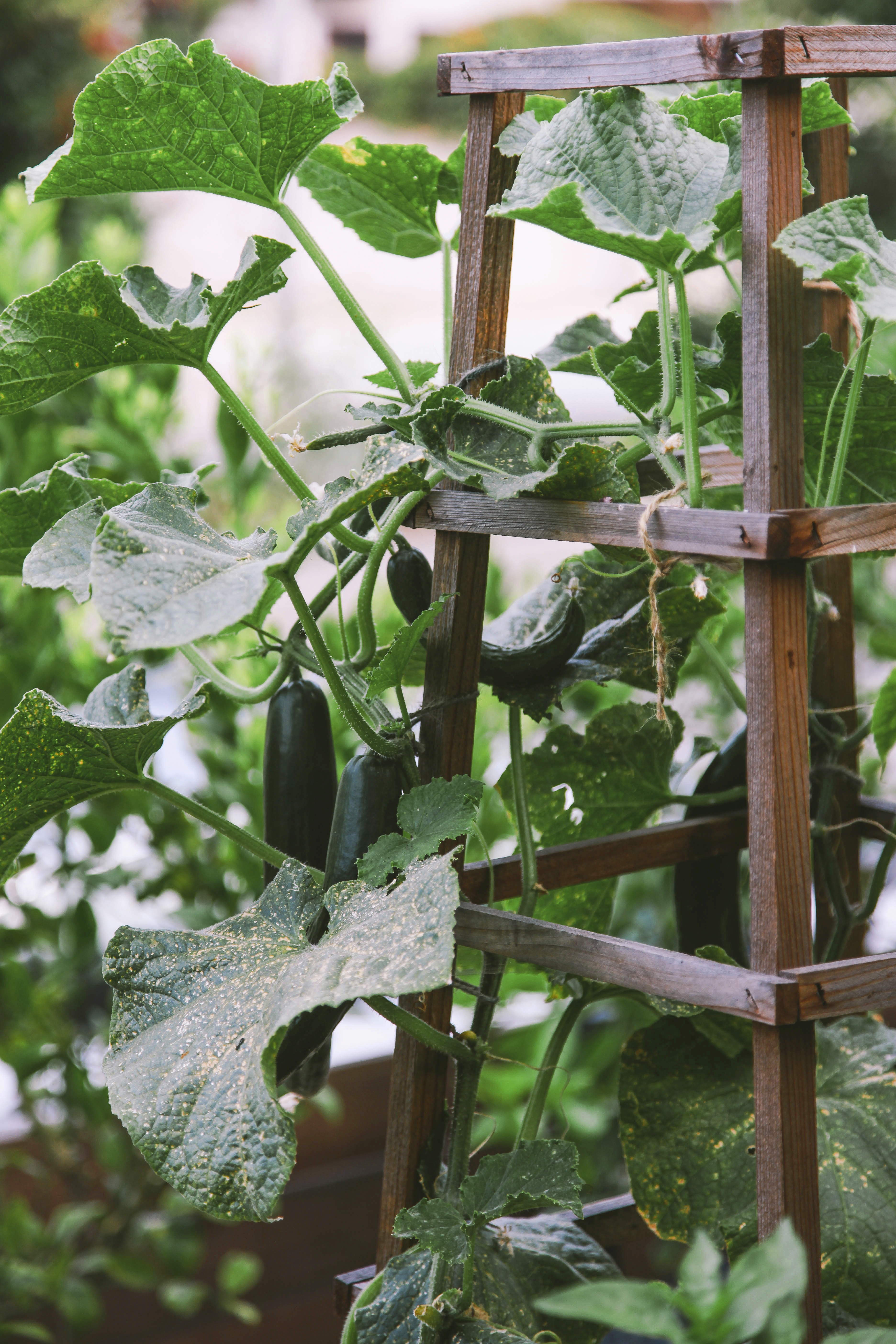 grow-japanese-cucumber