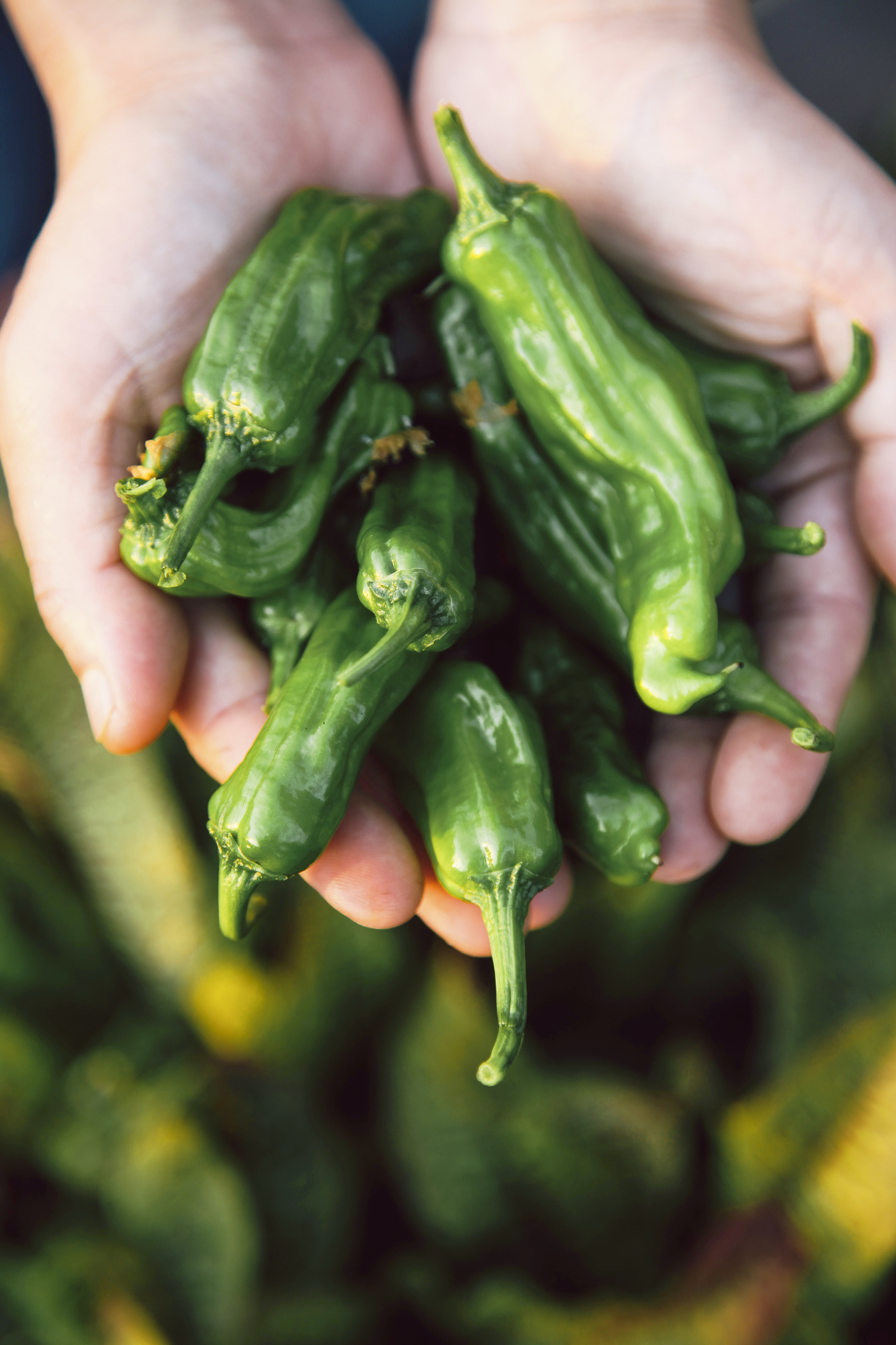 How to Grow a Chef's Garden