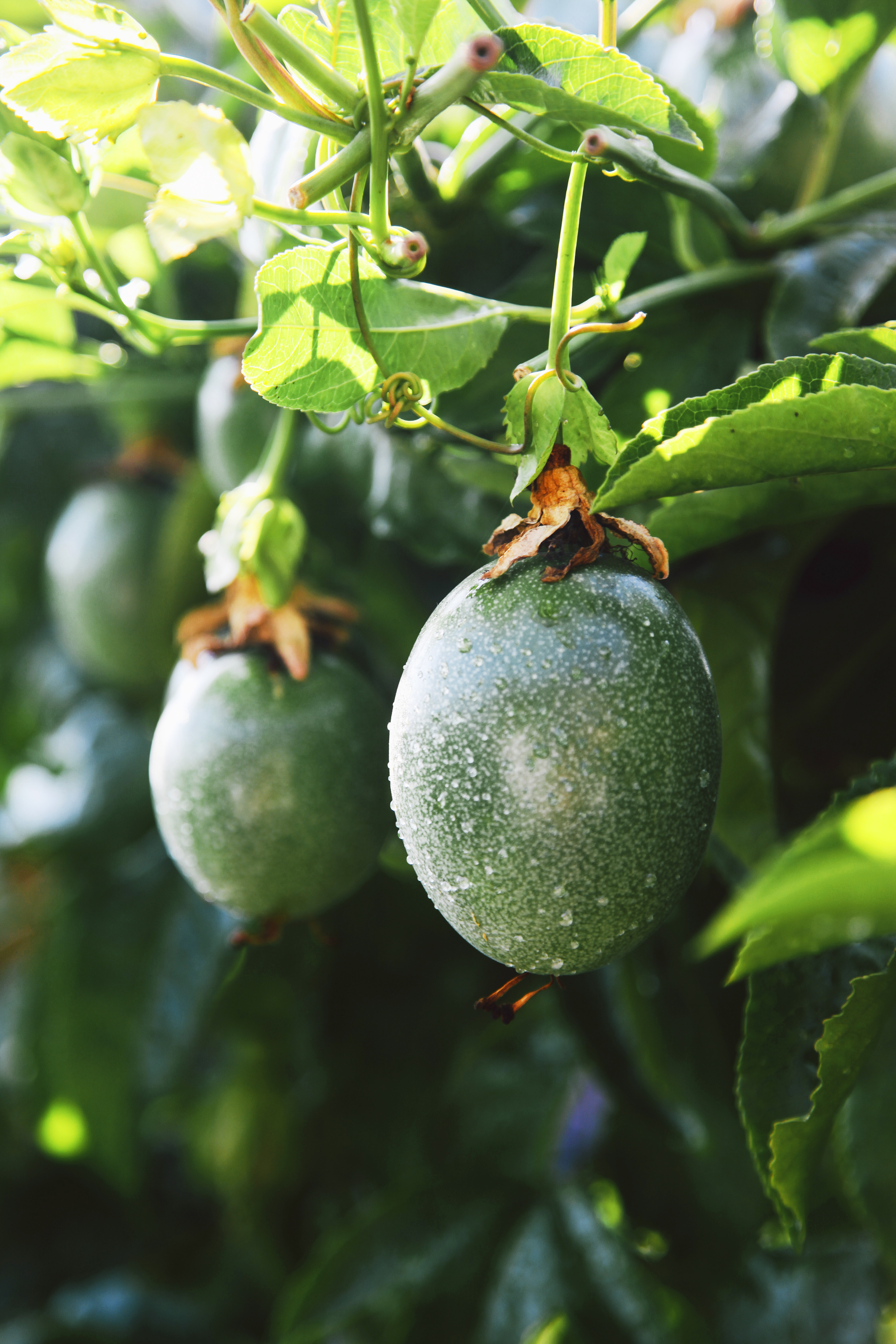 grow-passion-fruit