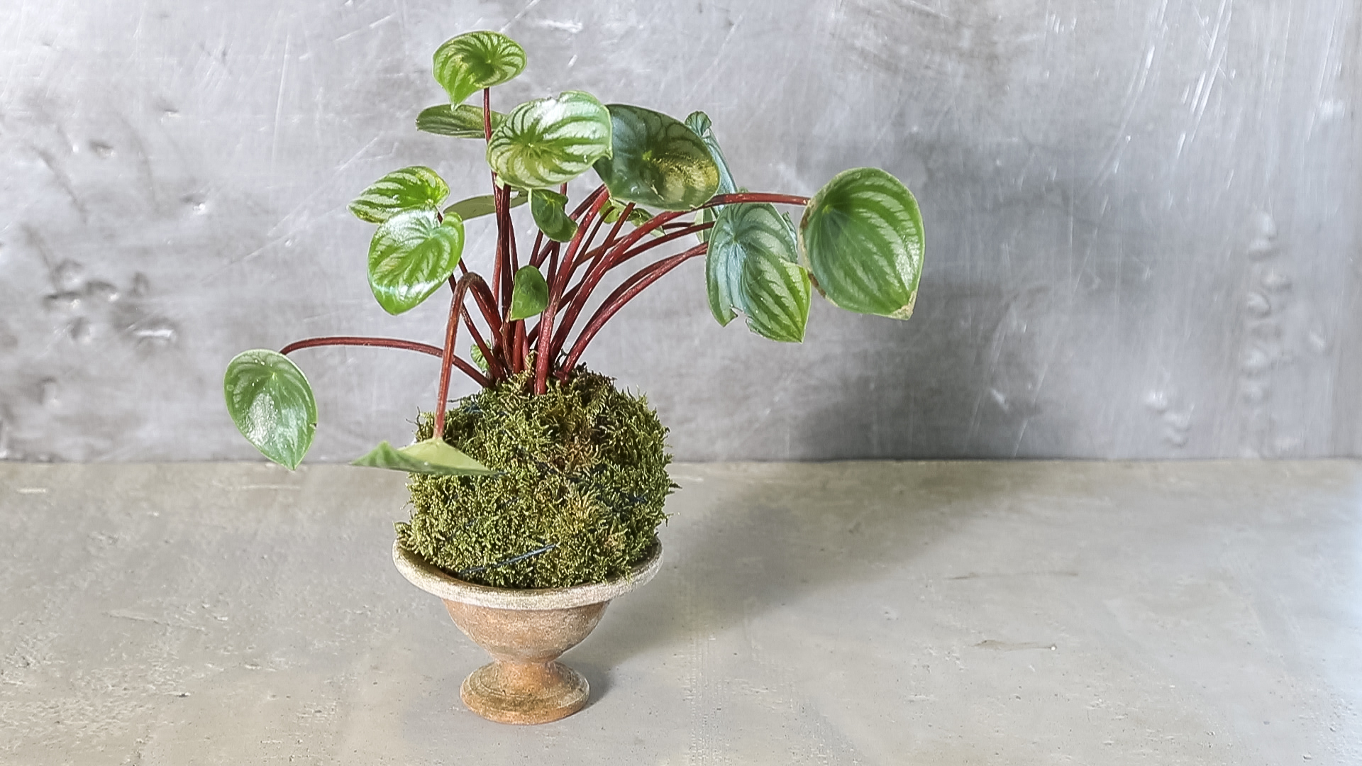How to Make a Kokedama