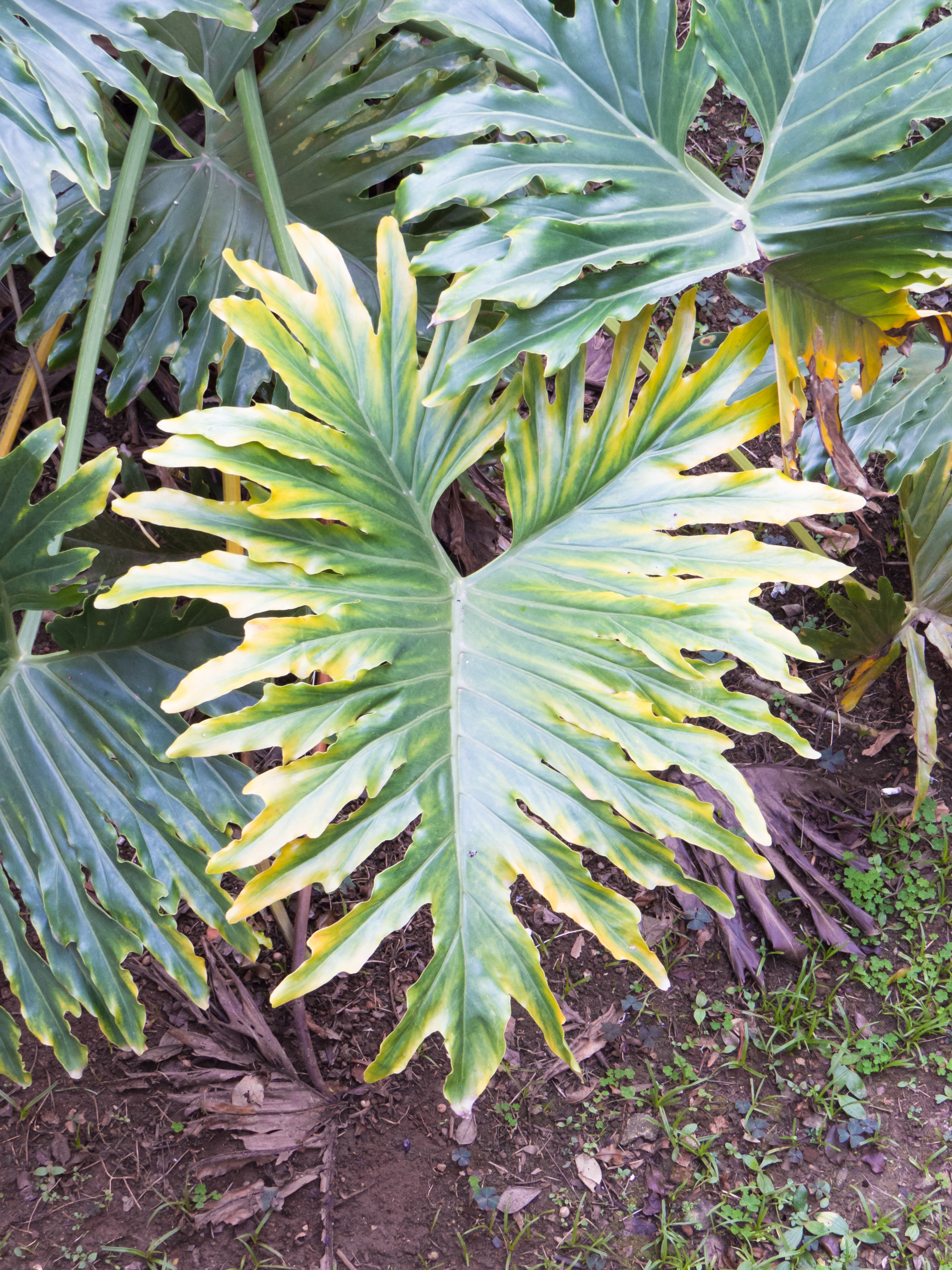 tree-philodendron-philodendron-selloum